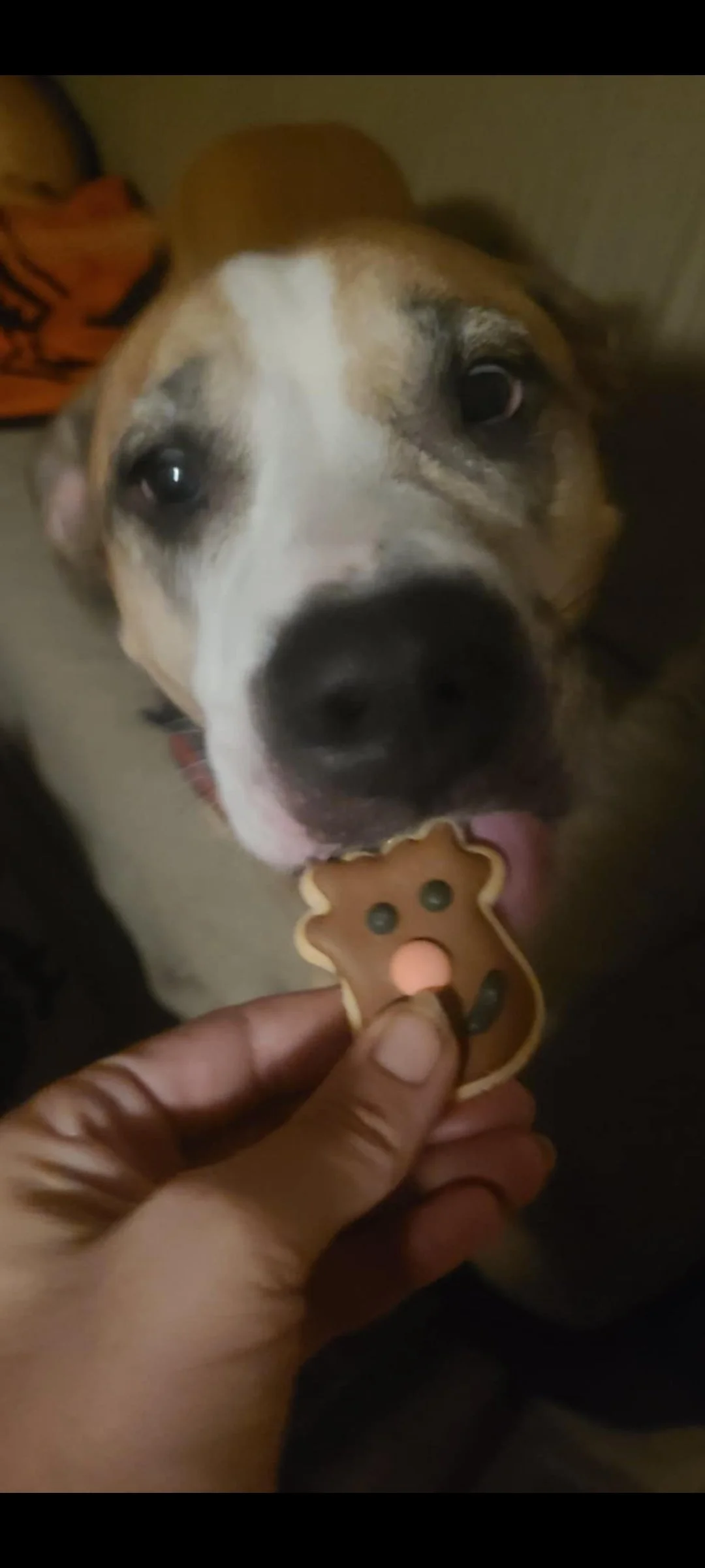 Harley isn't just a pet. 
