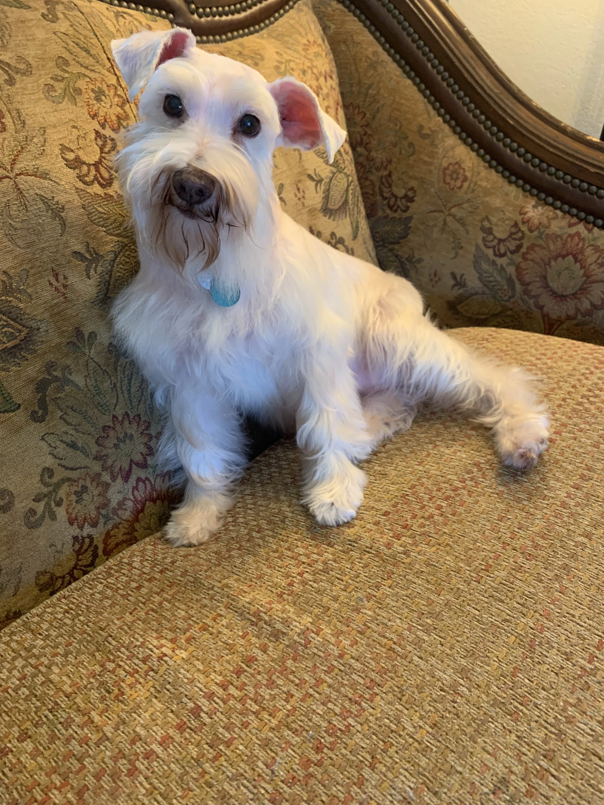 Dolly was the second to the last dog out.