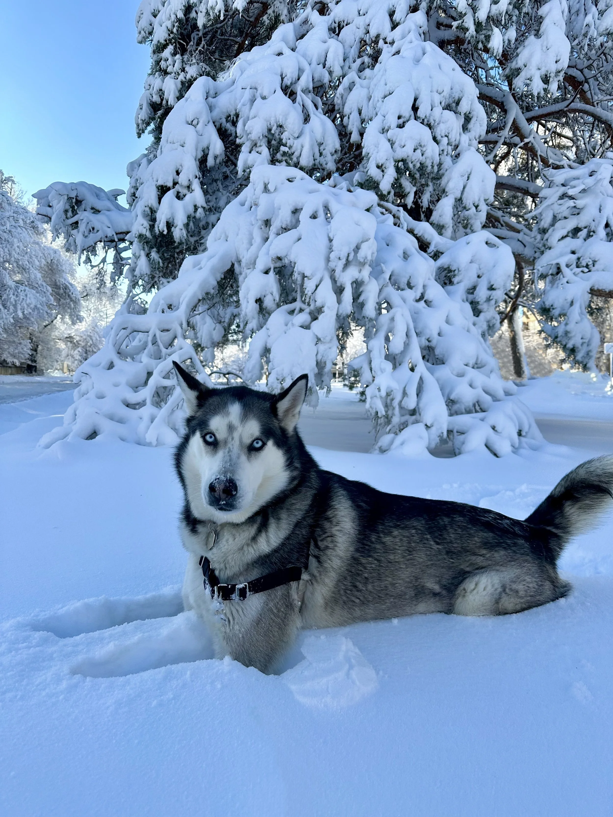 We rescued Indy over seven years ago, but the truth is she rescued us too.