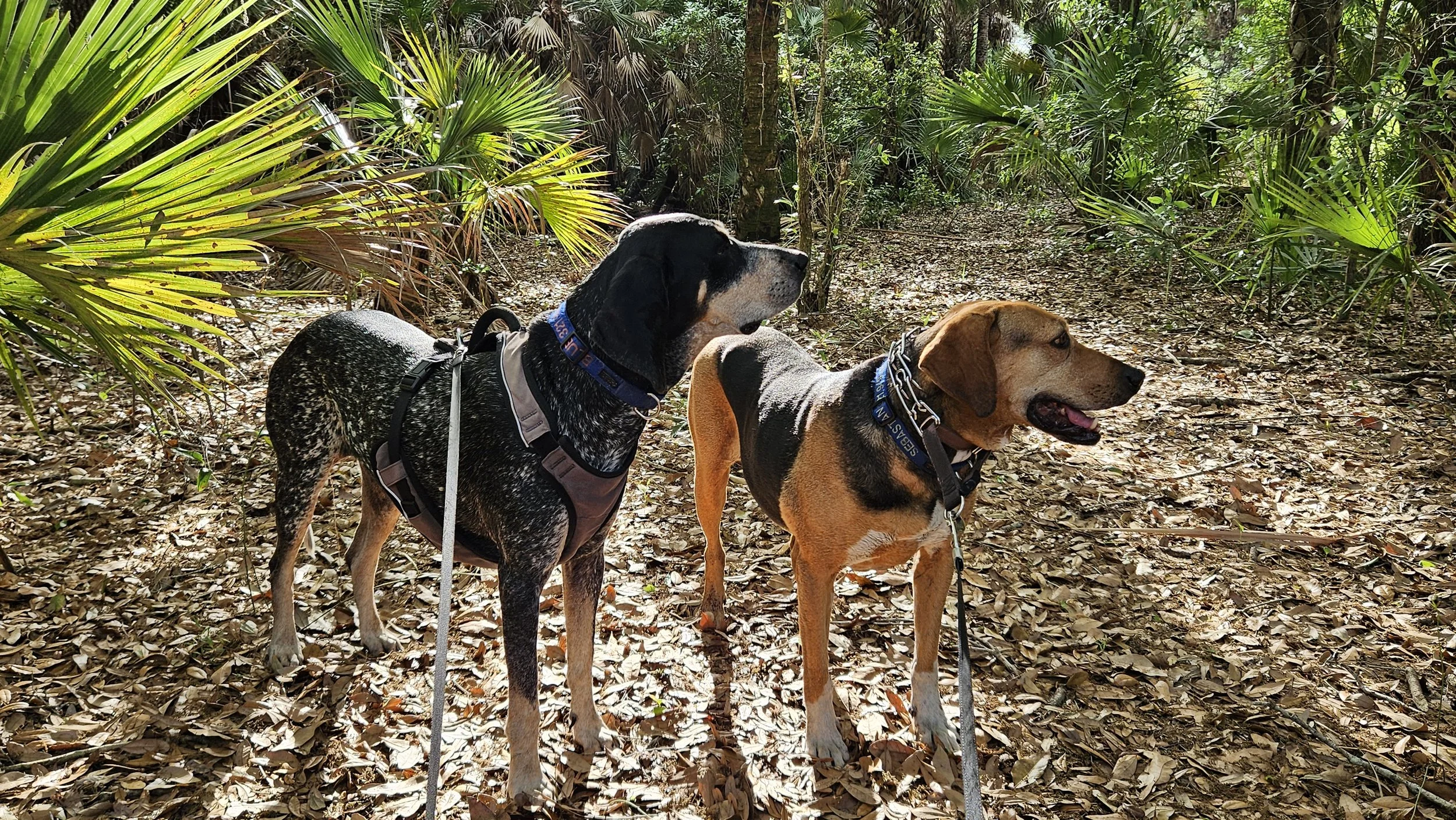 Thank you for helping Blue stay with his family!