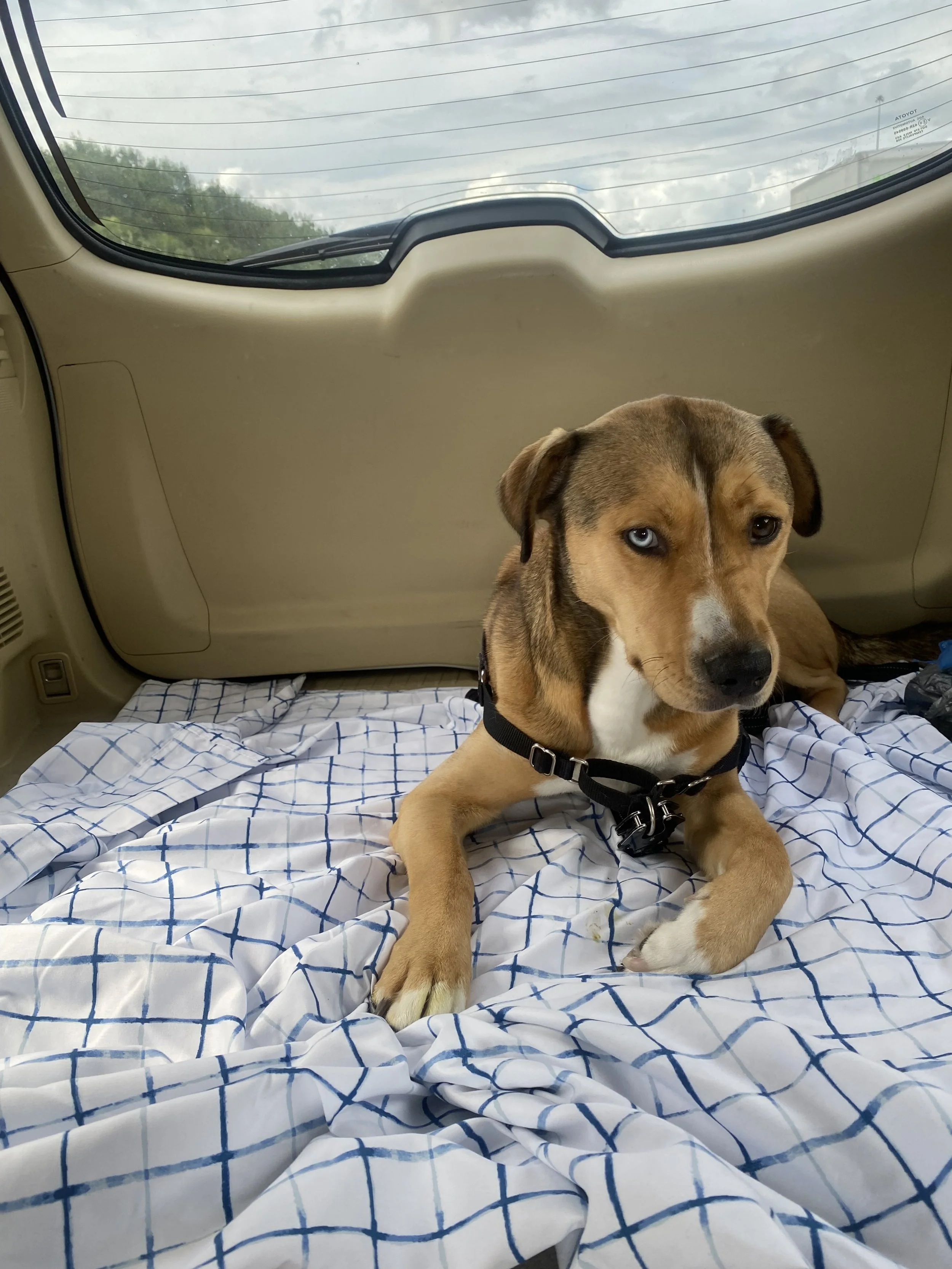 Blue is a beloved member of the family.