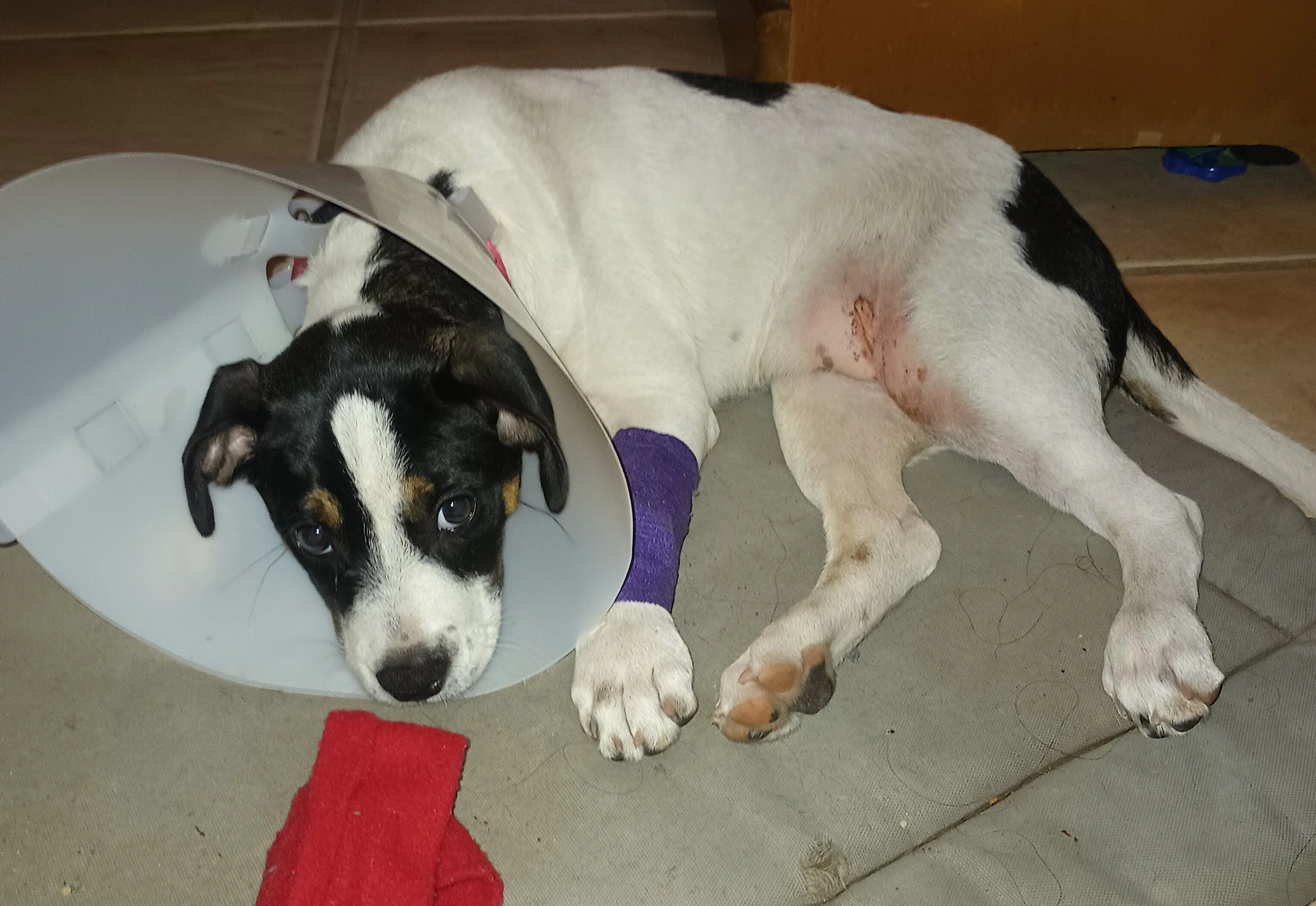 I will be forever in gratitude for helping Roly Poly in this dire situation.