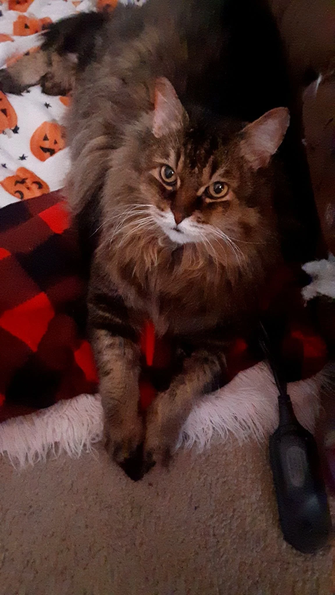 Thank you for helping save Teddy!