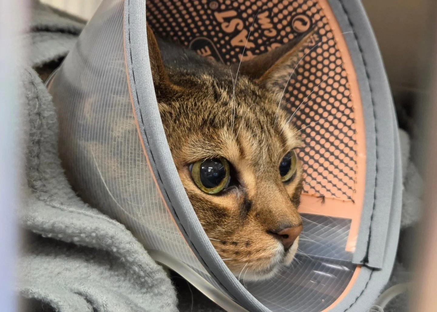 Annie, our sweet baby girl, means so much to us.