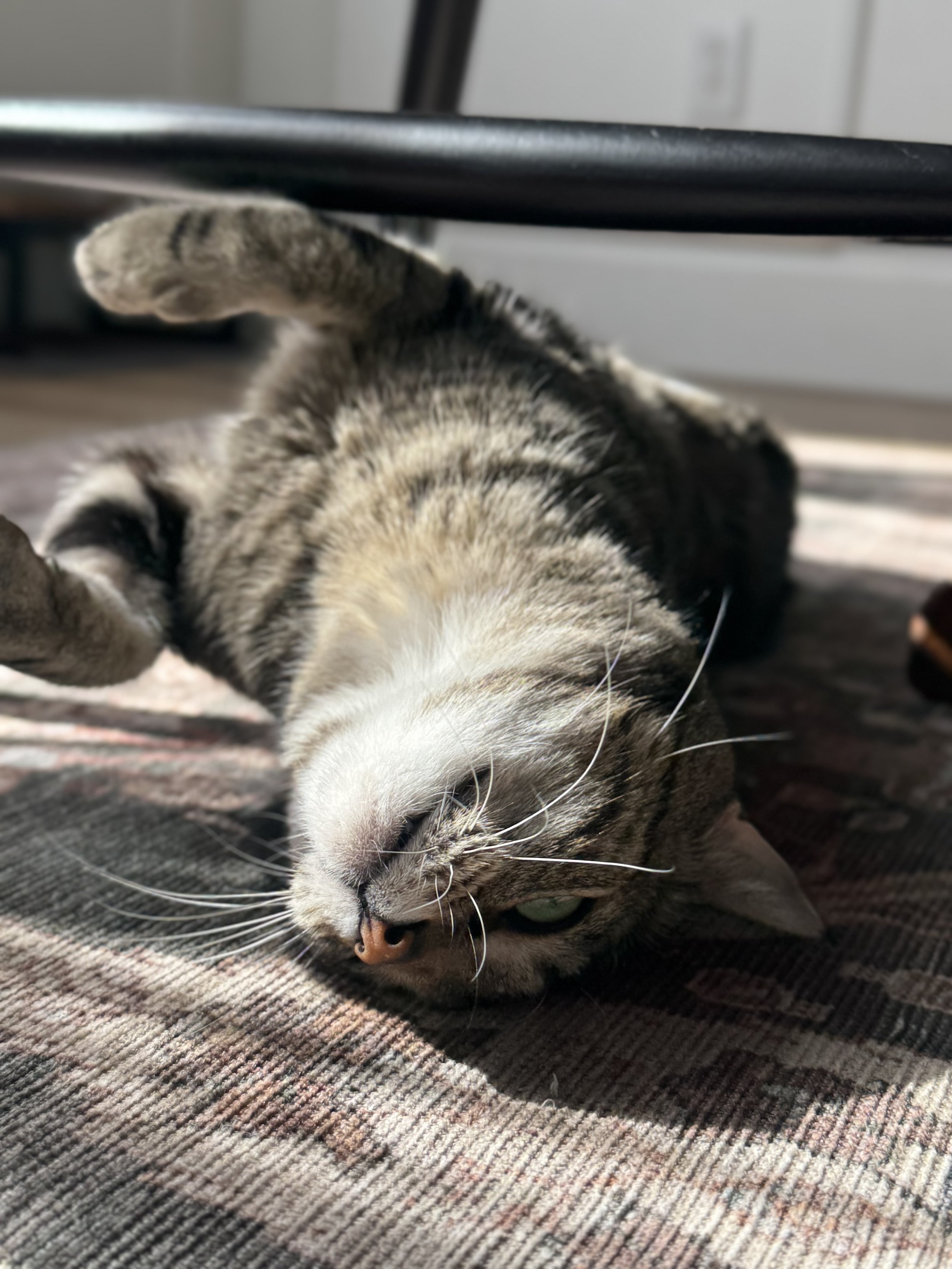 My cat, Trevor, means the world to me.