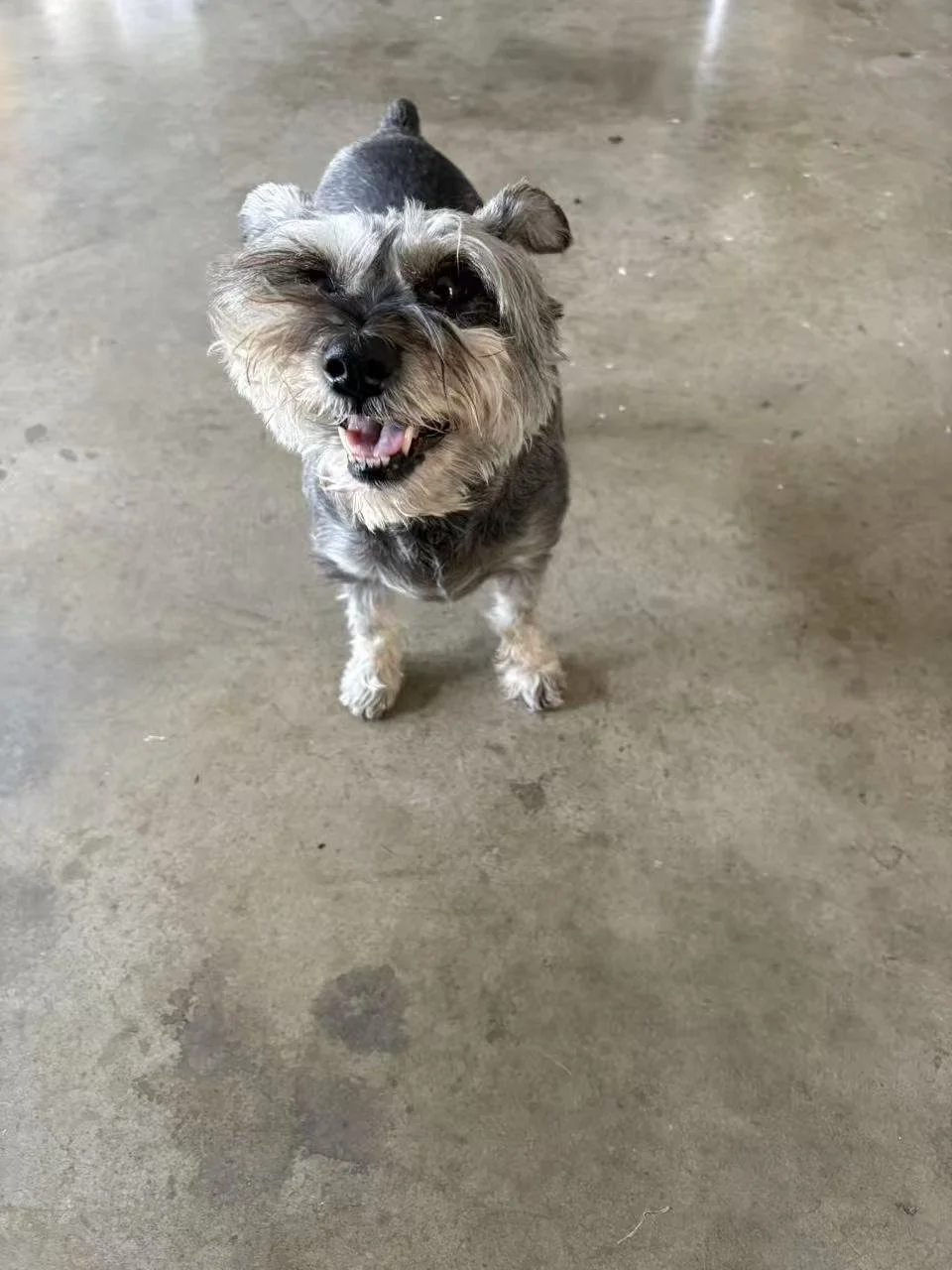 Meng Meng has been part of our family for over 11 years. 