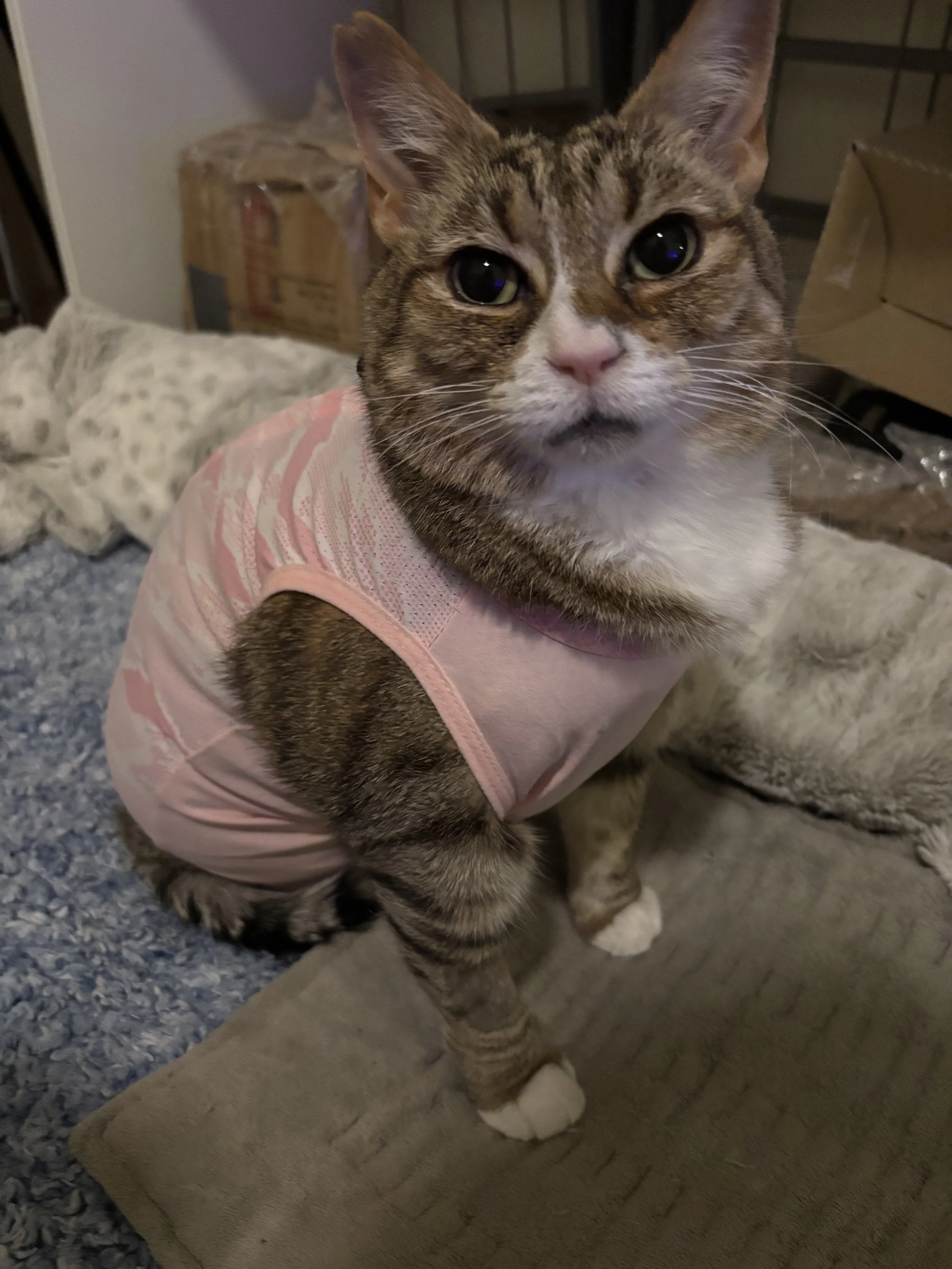 Mama Cat is such an important part of our lives and she has been through so much to get to this point. 