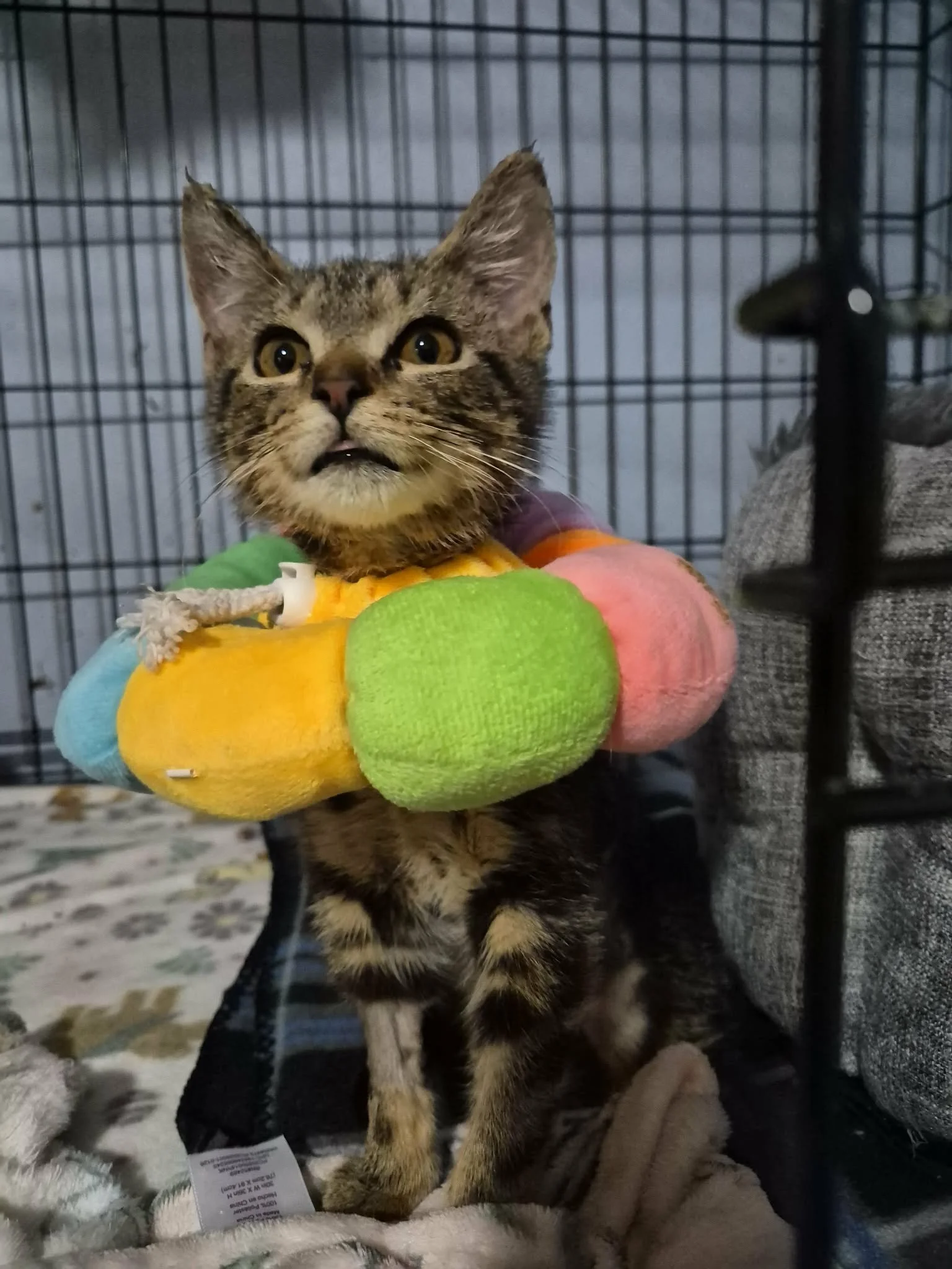 We believe animals like Hercules deserve every opportunity possible. 
