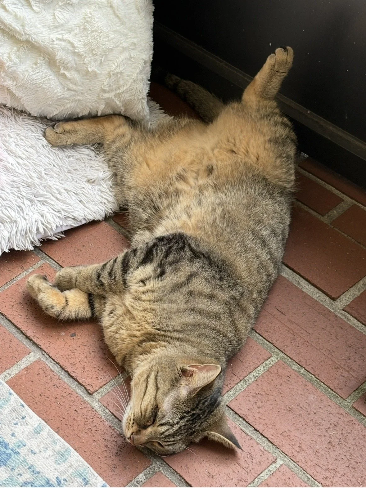I love my cat Breeze. 