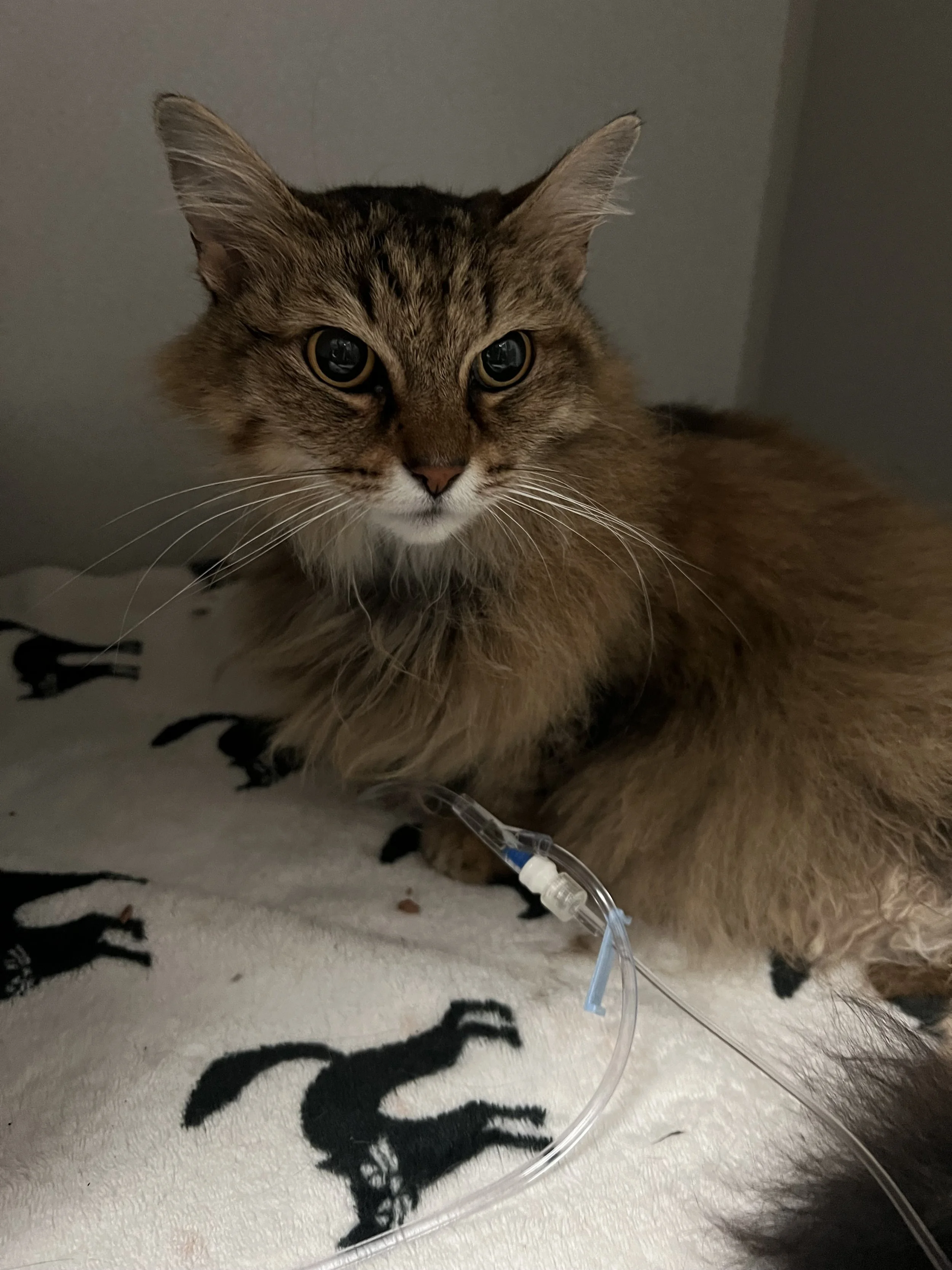 Thank you for helping save Scarlet.