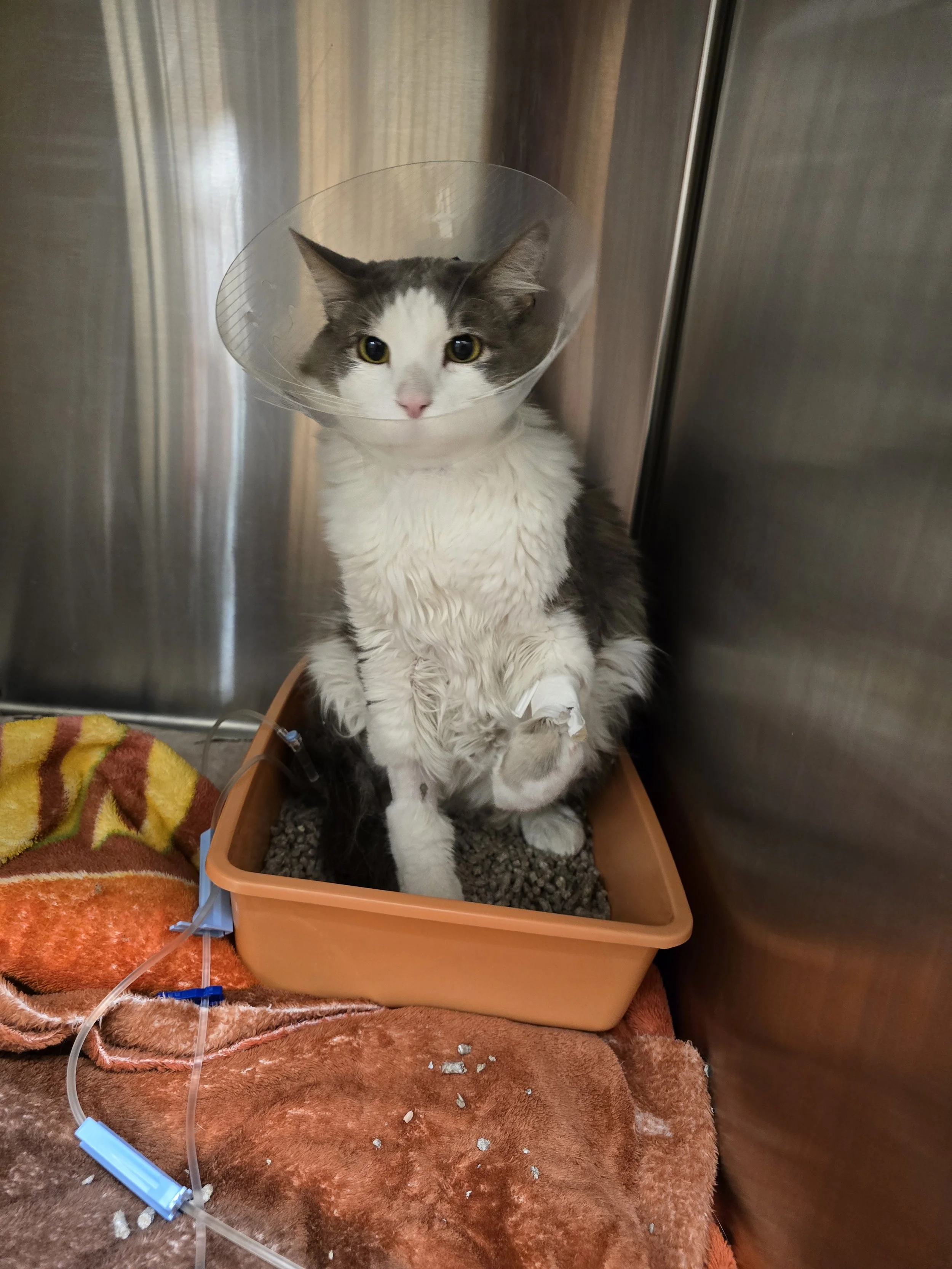 Thank you so much for giving Soup a chance at living a fulfilling life full of love!