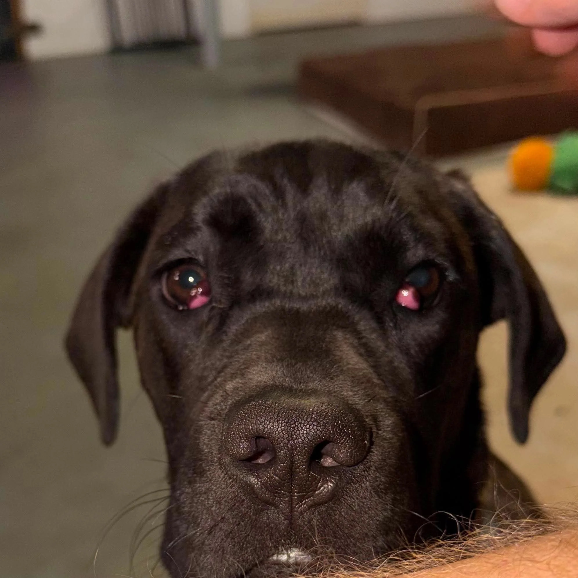 Thank you for helping Maggie live pain free. 