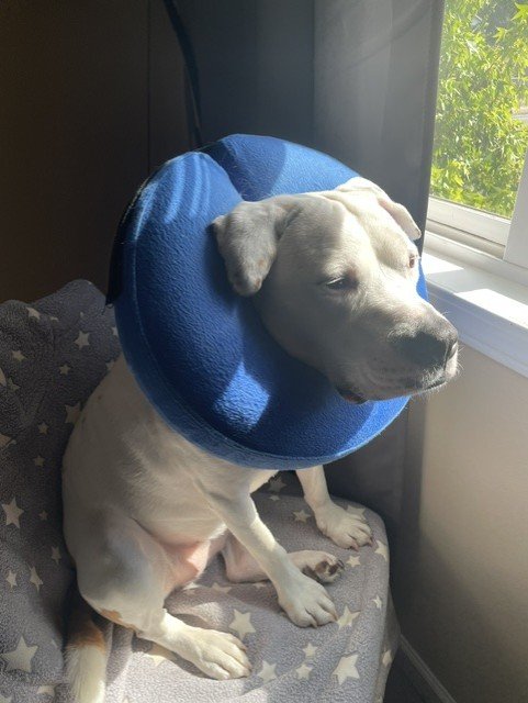 Thank you for helping Daphne!