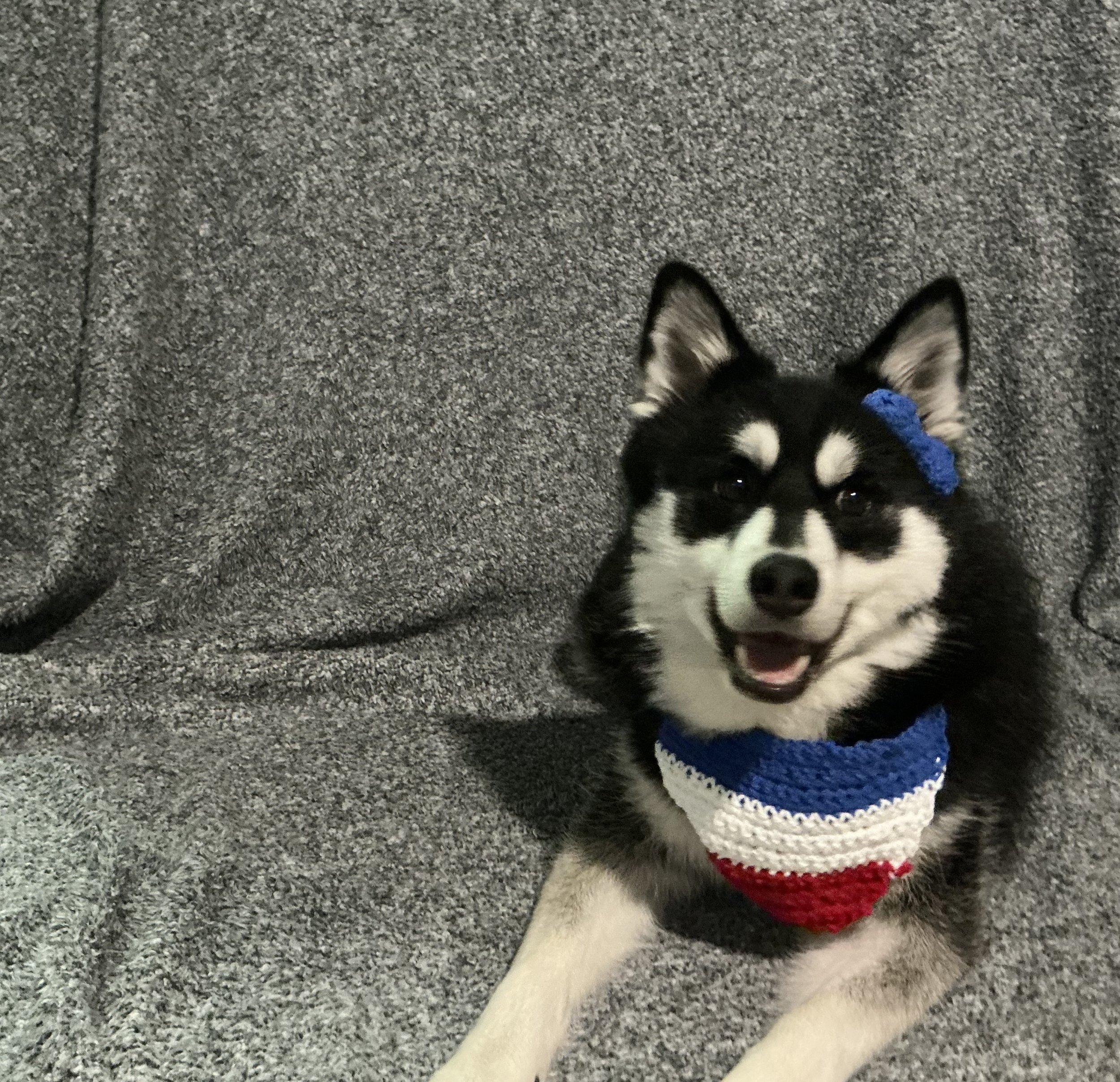 It means everything to me to receive assistance for my dog Chloe.