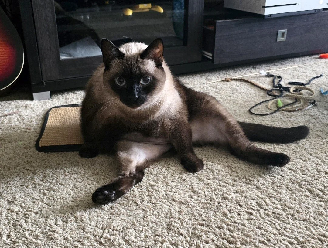 Harvey is the sweetest cat ever.