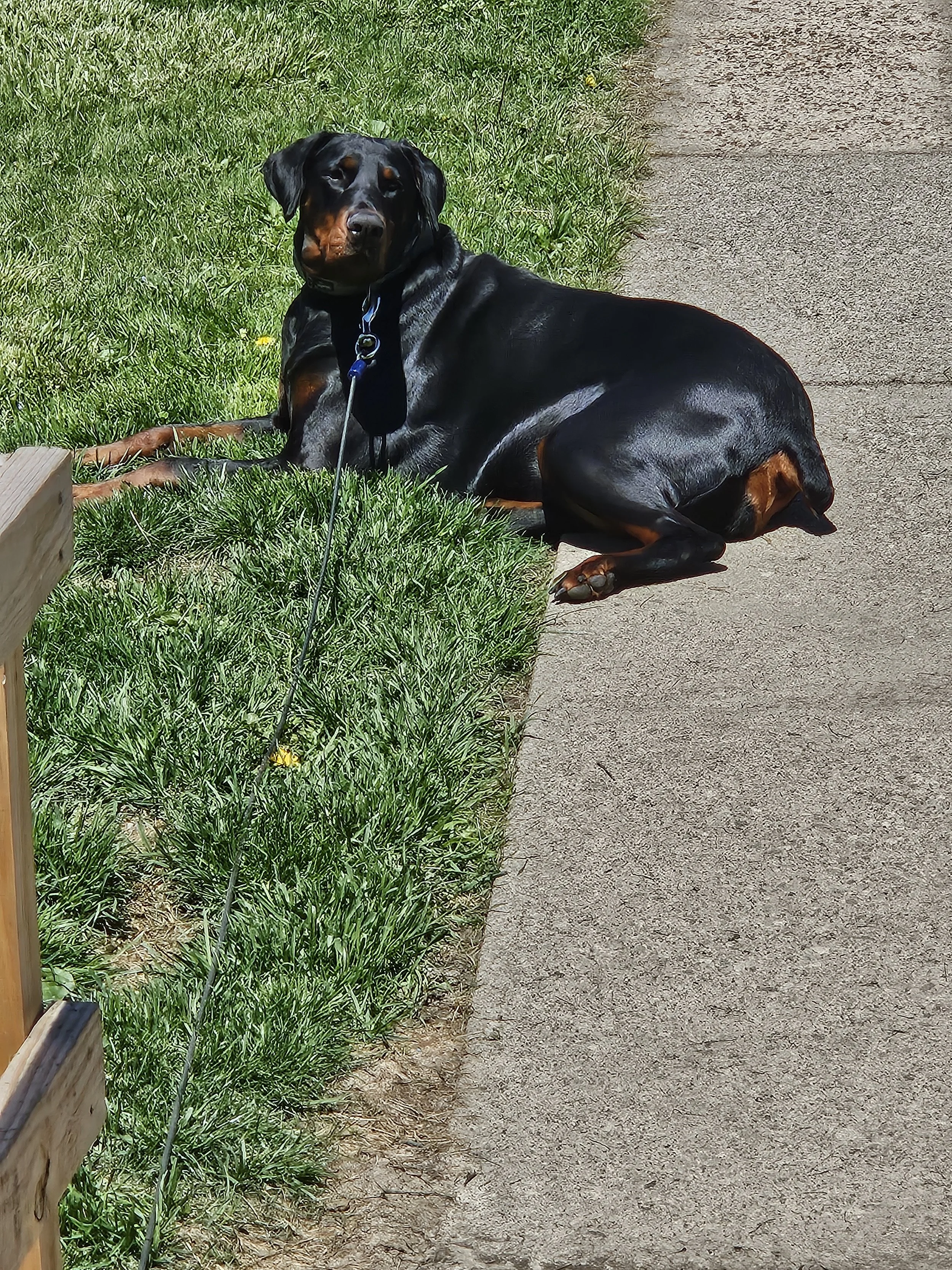 Lola is my sons best friend.
