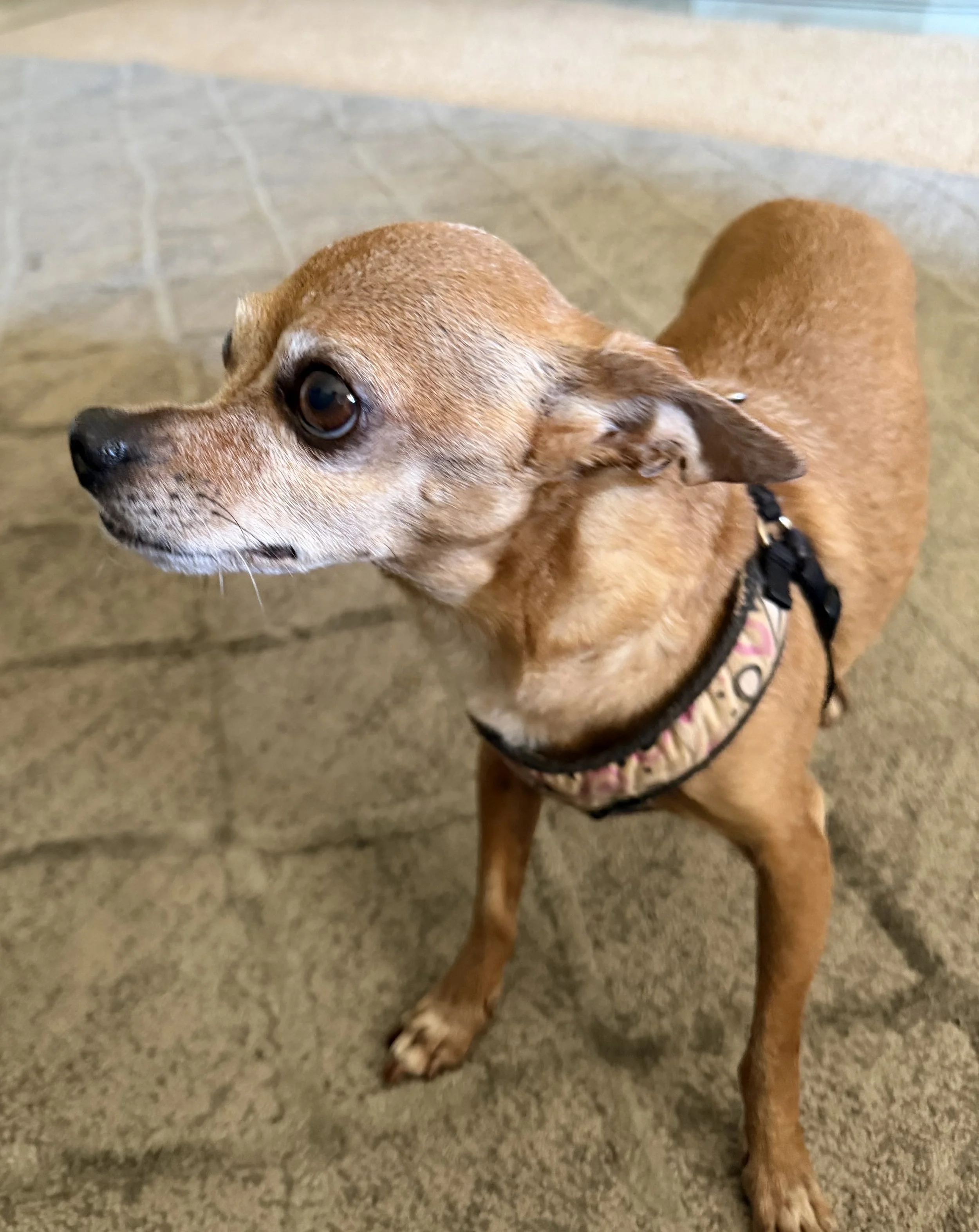 Poncho is a 7yo, sweet and loving chihuahua.
