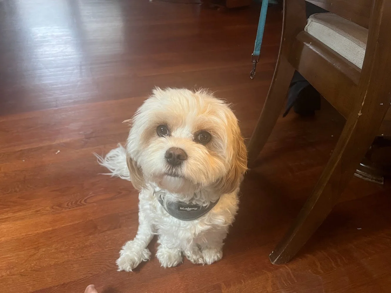 Emmy is truly part of our family.