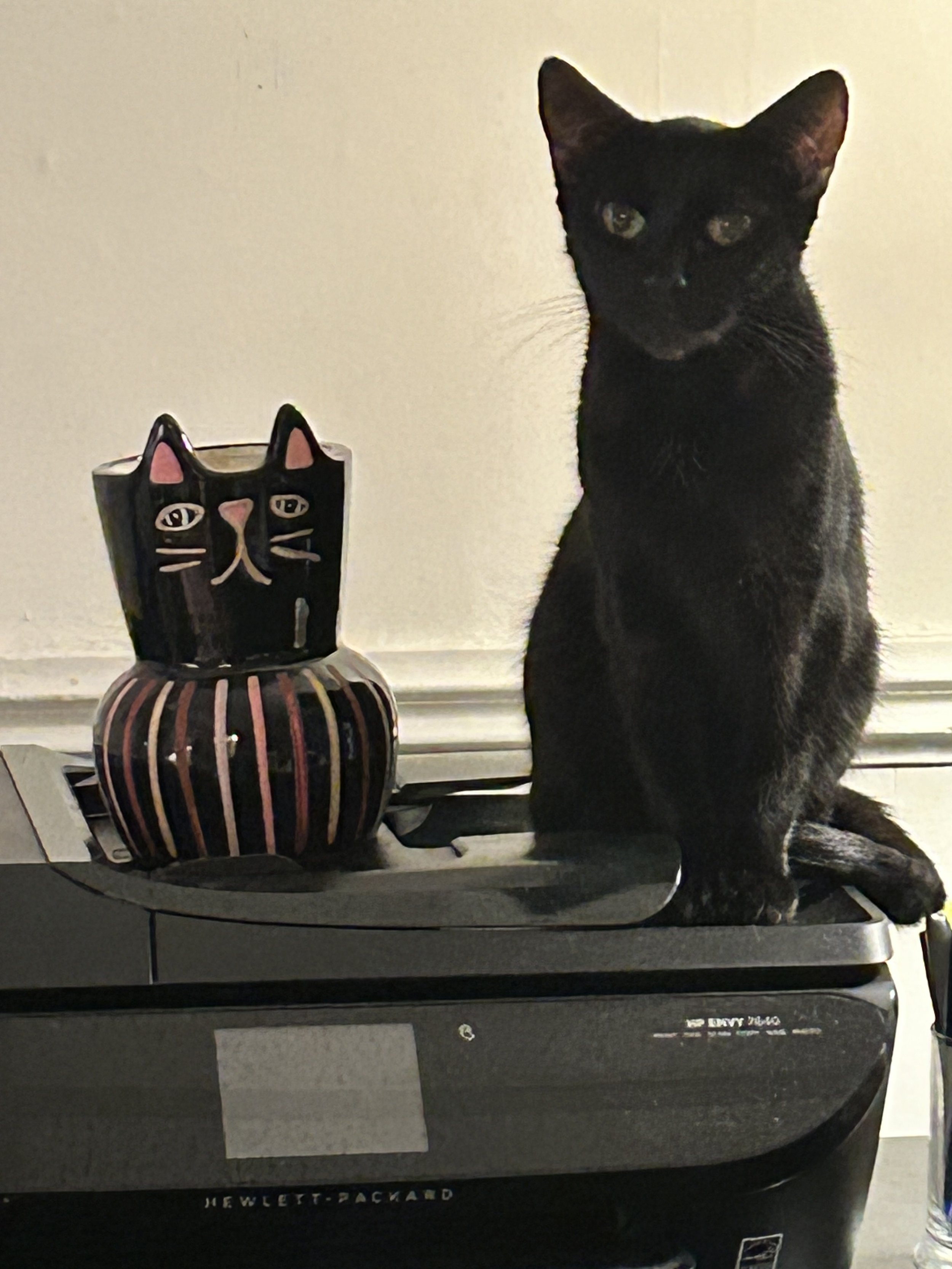 Tina is more than a pet—she is a beloved member of my family. 