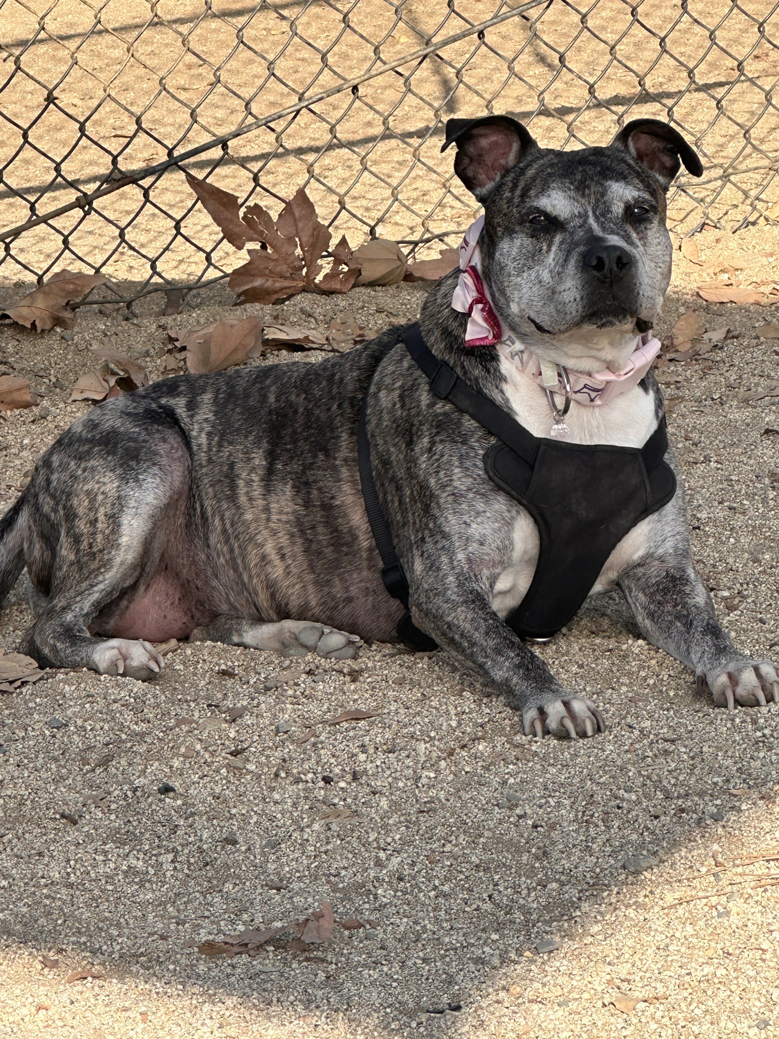 My dog, Scorpio Anne, is my heart.