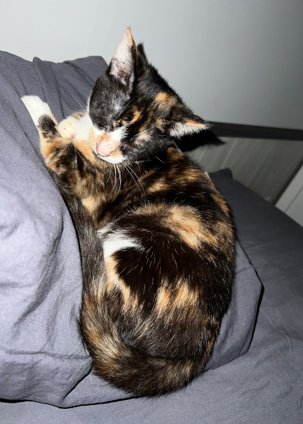 Thank you for helping save Callie!