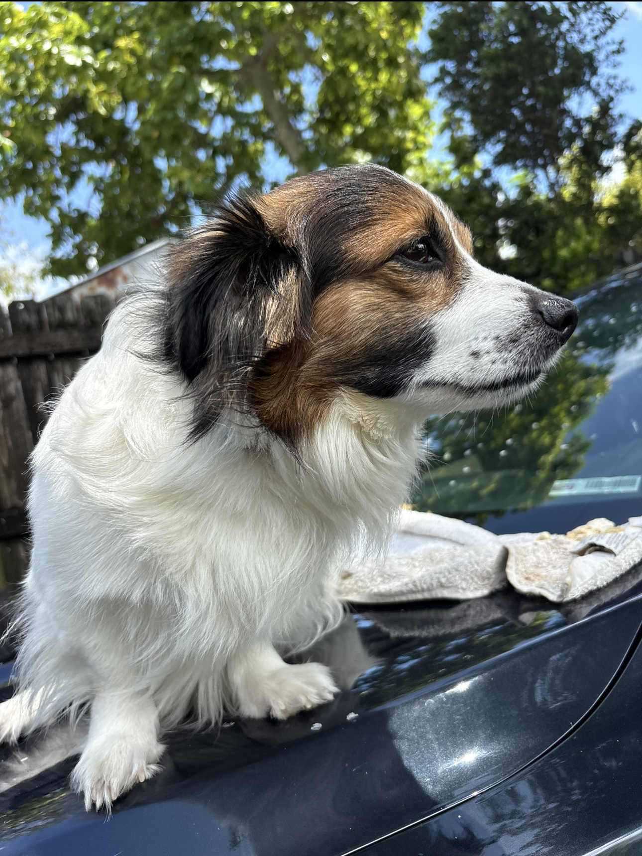 Fendi is our beloved dog of seven years.