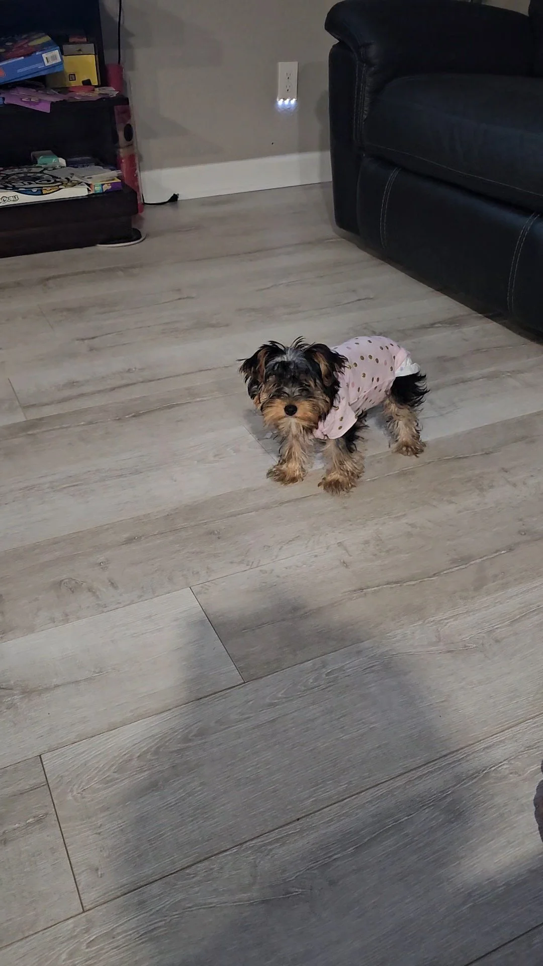 Blue is my 3-month-old Yorkshire Terrier puppy, and she means the world to me. 