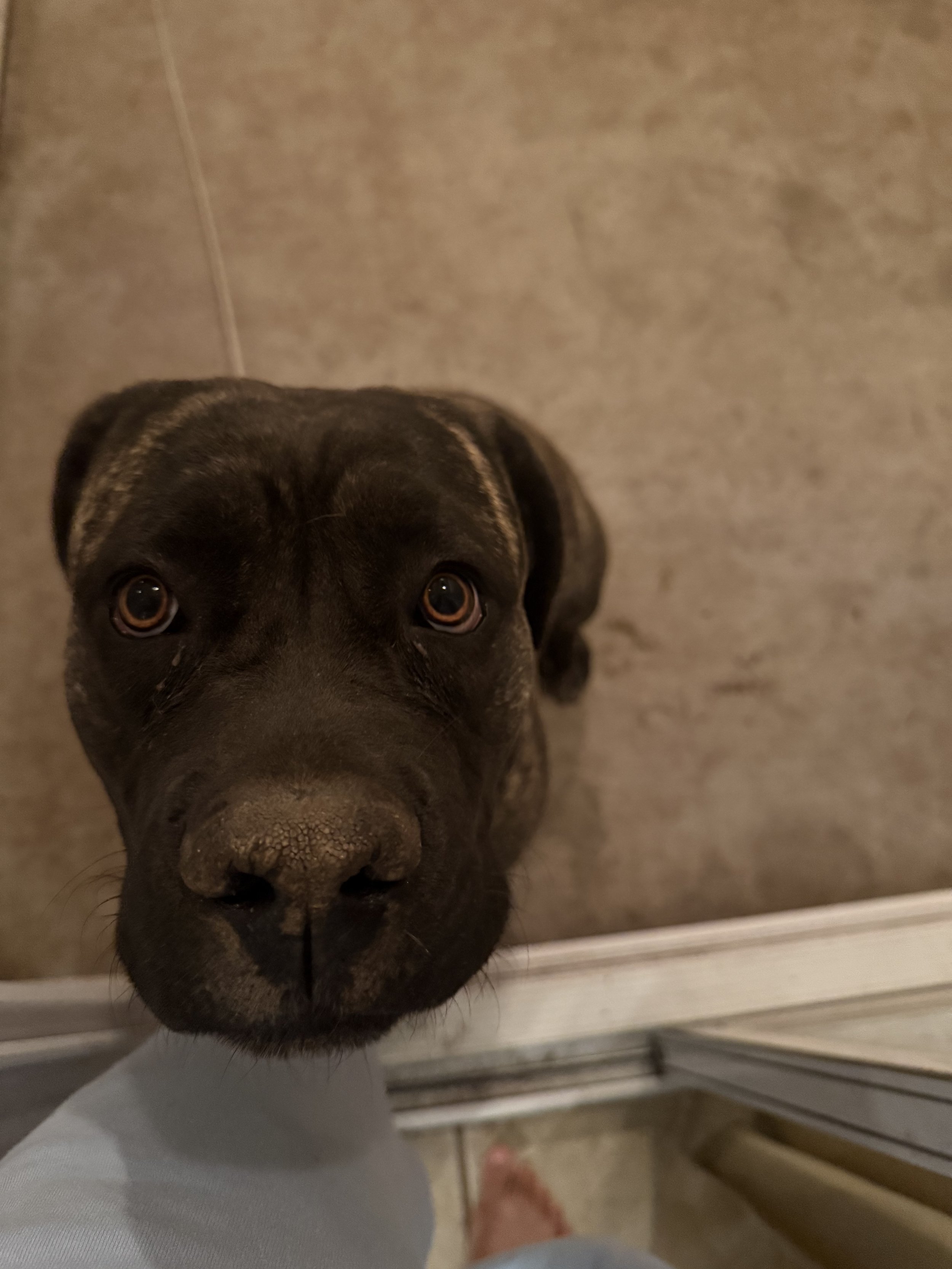 Our one-year-old Cane Corso, Stella, is the beating heart of our home. 