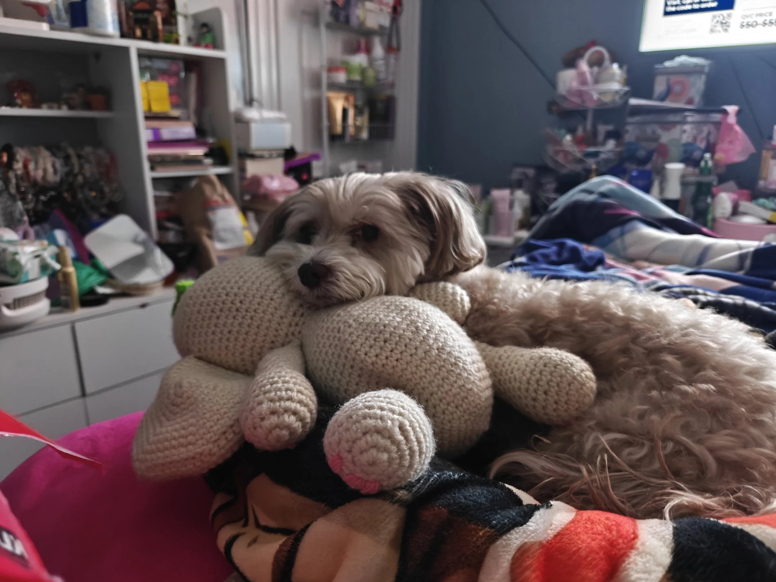 Thank you for helping Bella walk pain free.