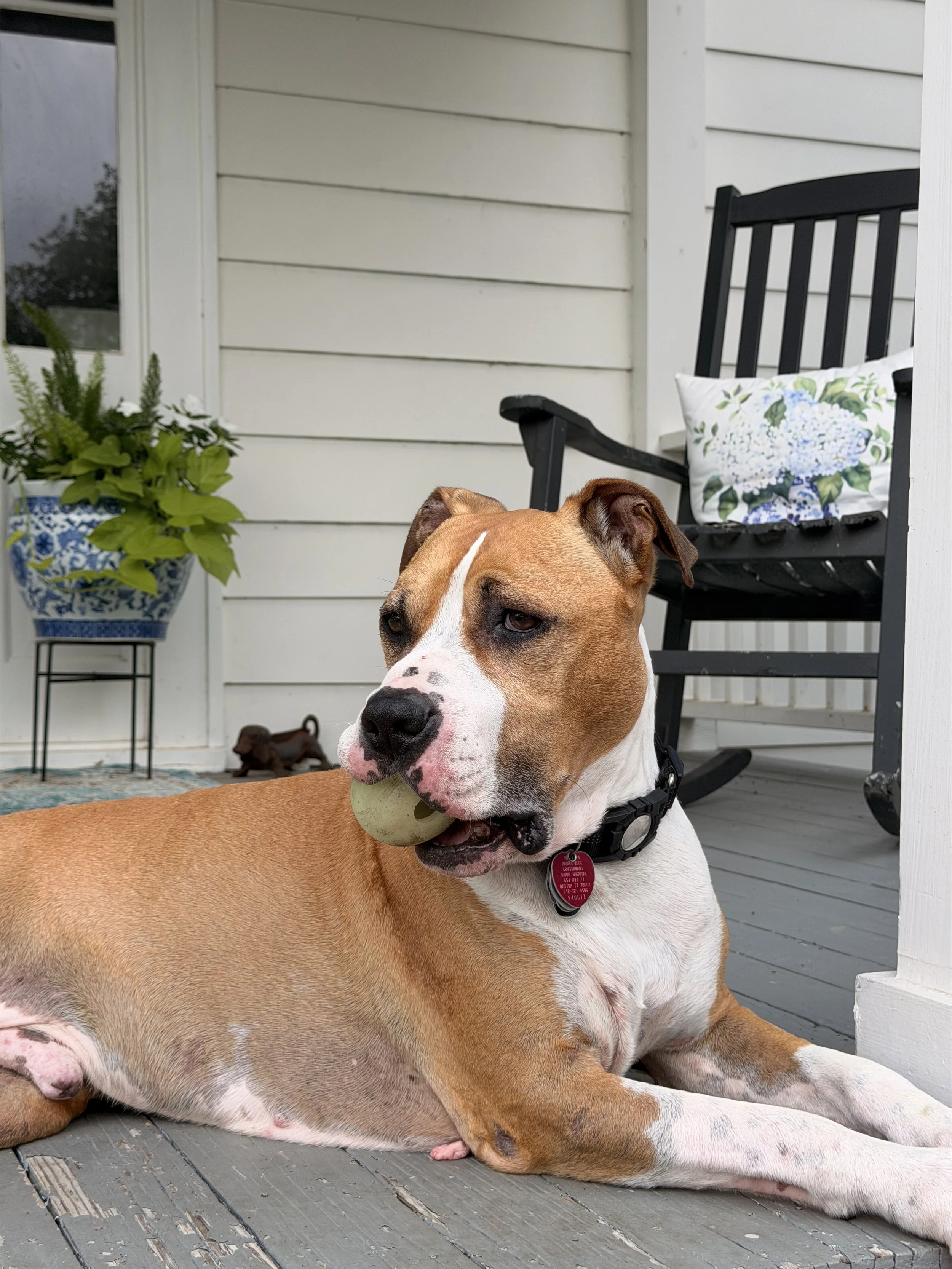 Watching our sweet Rosco go through such a traumatic medical emergency was heartbreaking. 