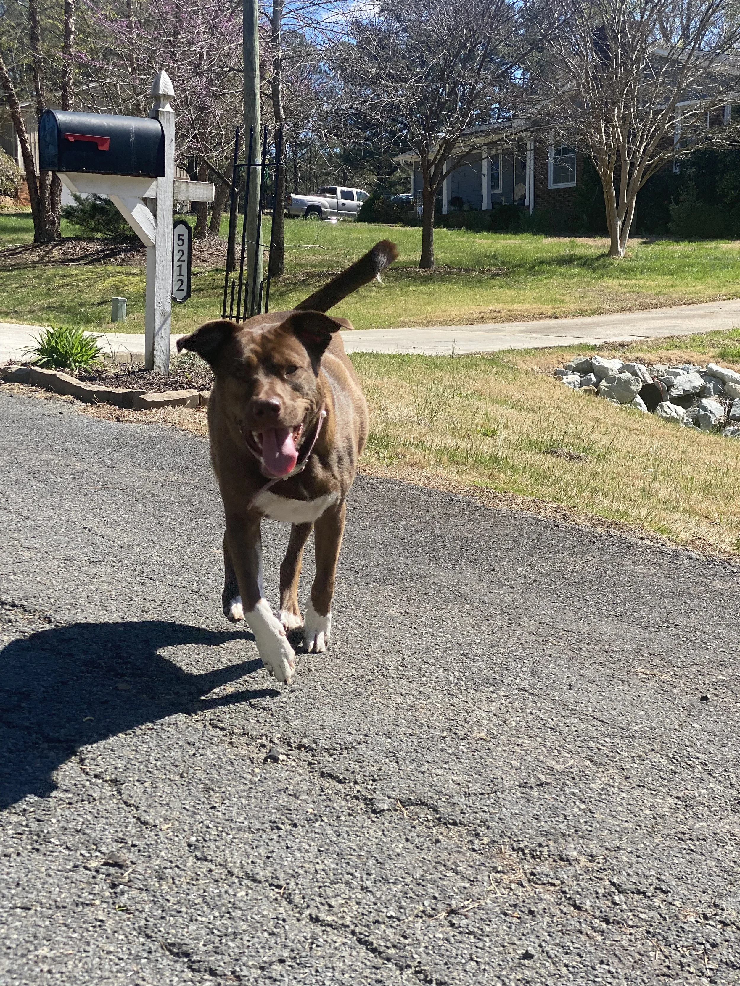 Coco is more than a pet—she is my family.