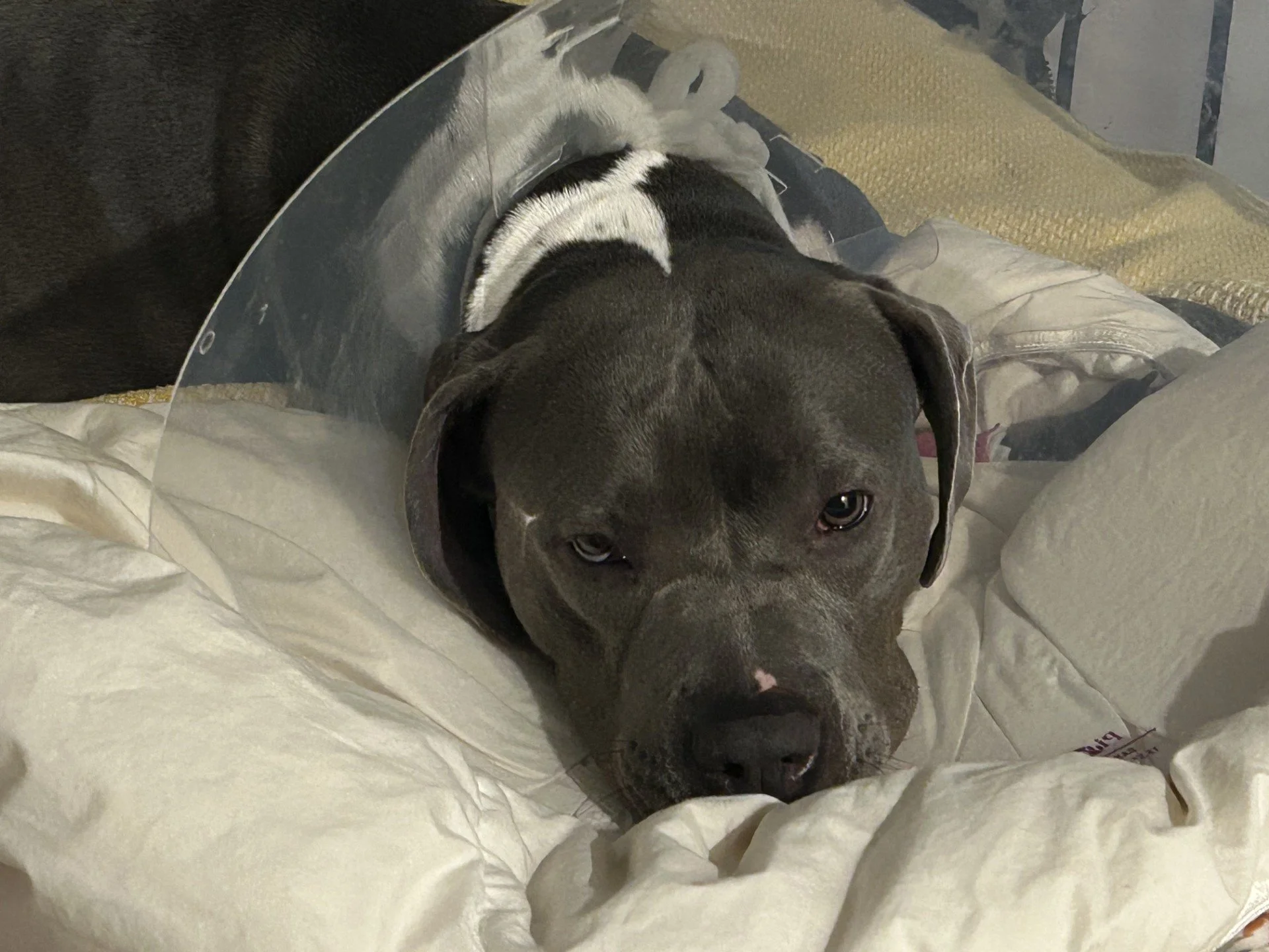 My two-year-old American Bully, Madison, means the world to my family. 