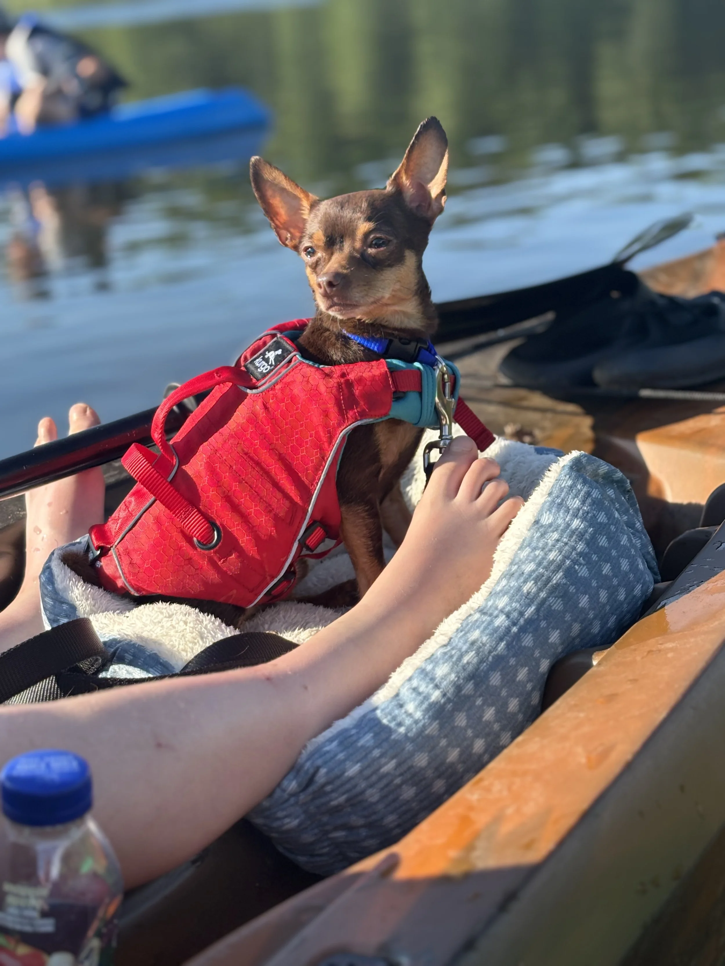 Moose is more than just a dog; he is part of the family.