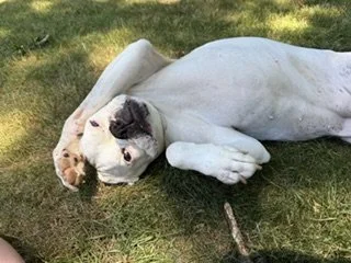 Thank you for helping save Amelia!
