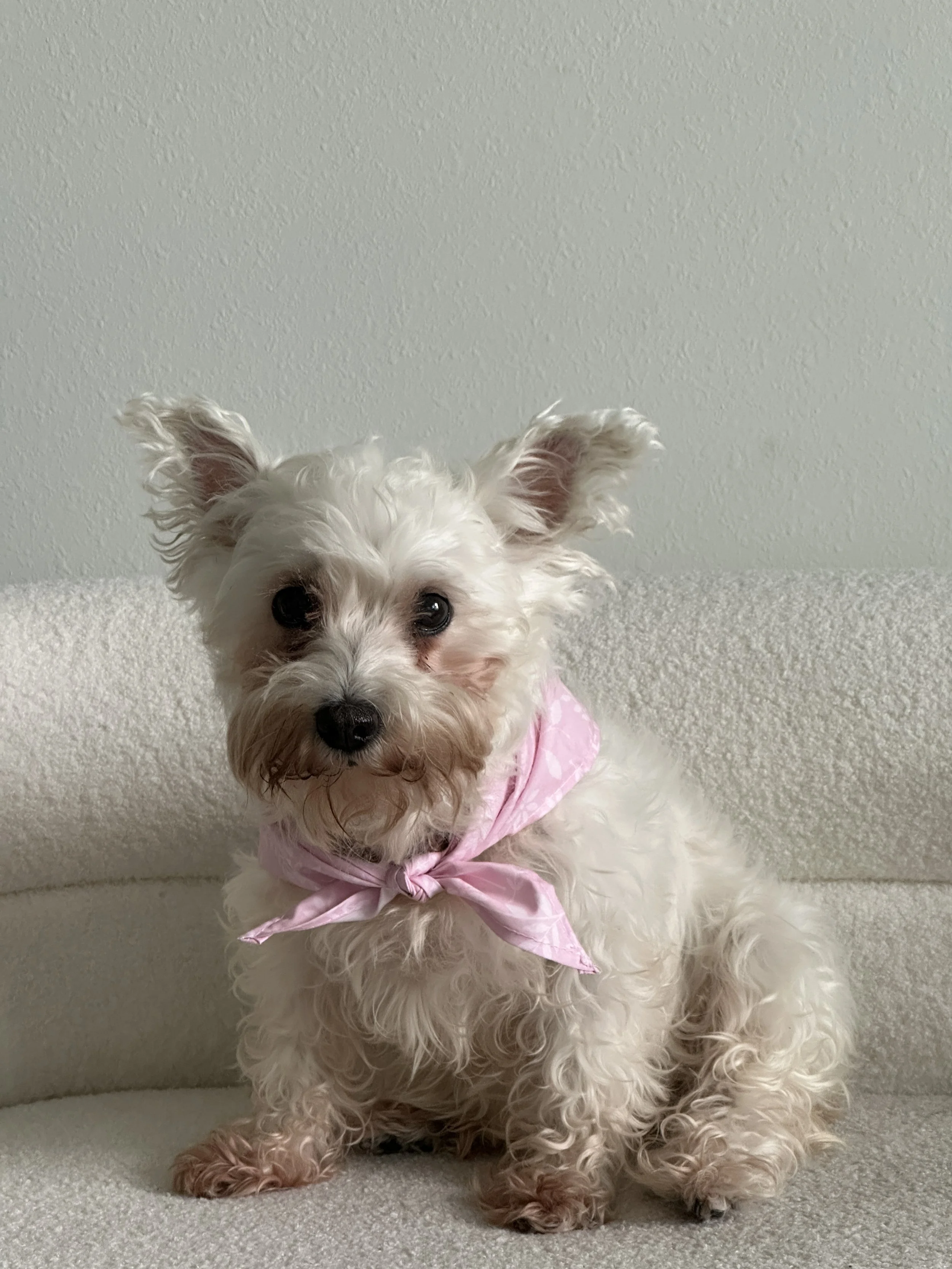 Lola has been a cherished member of my family for the past 12 years.