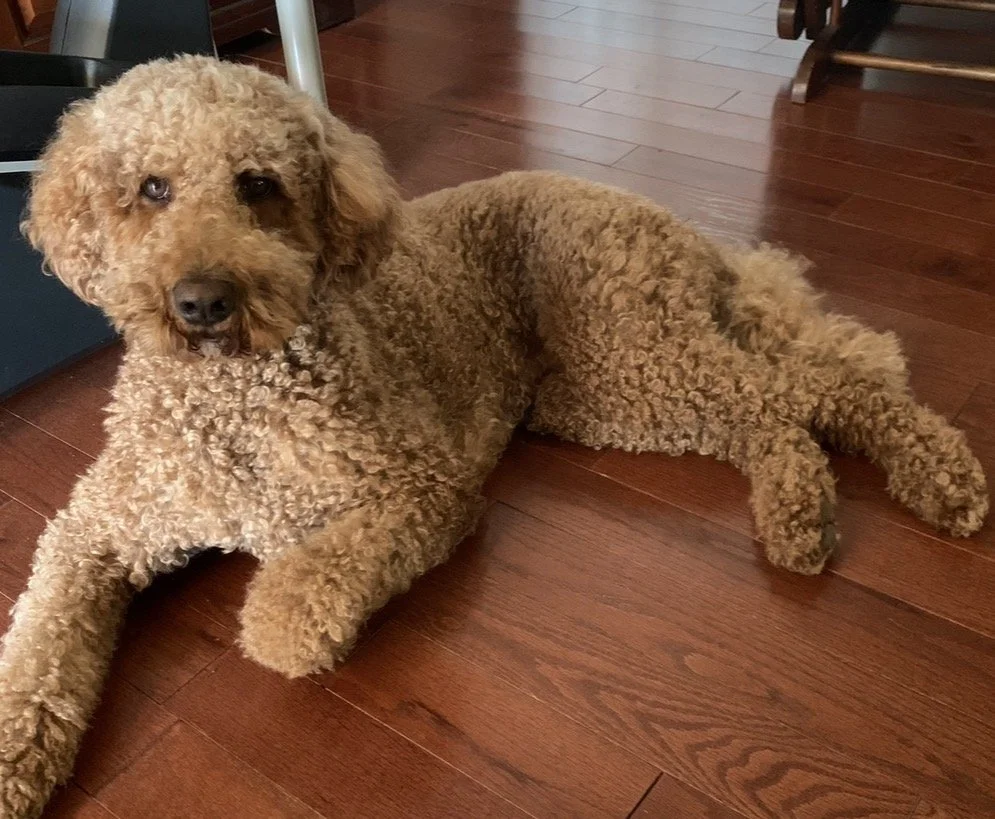 Lolli is much more than our family dog