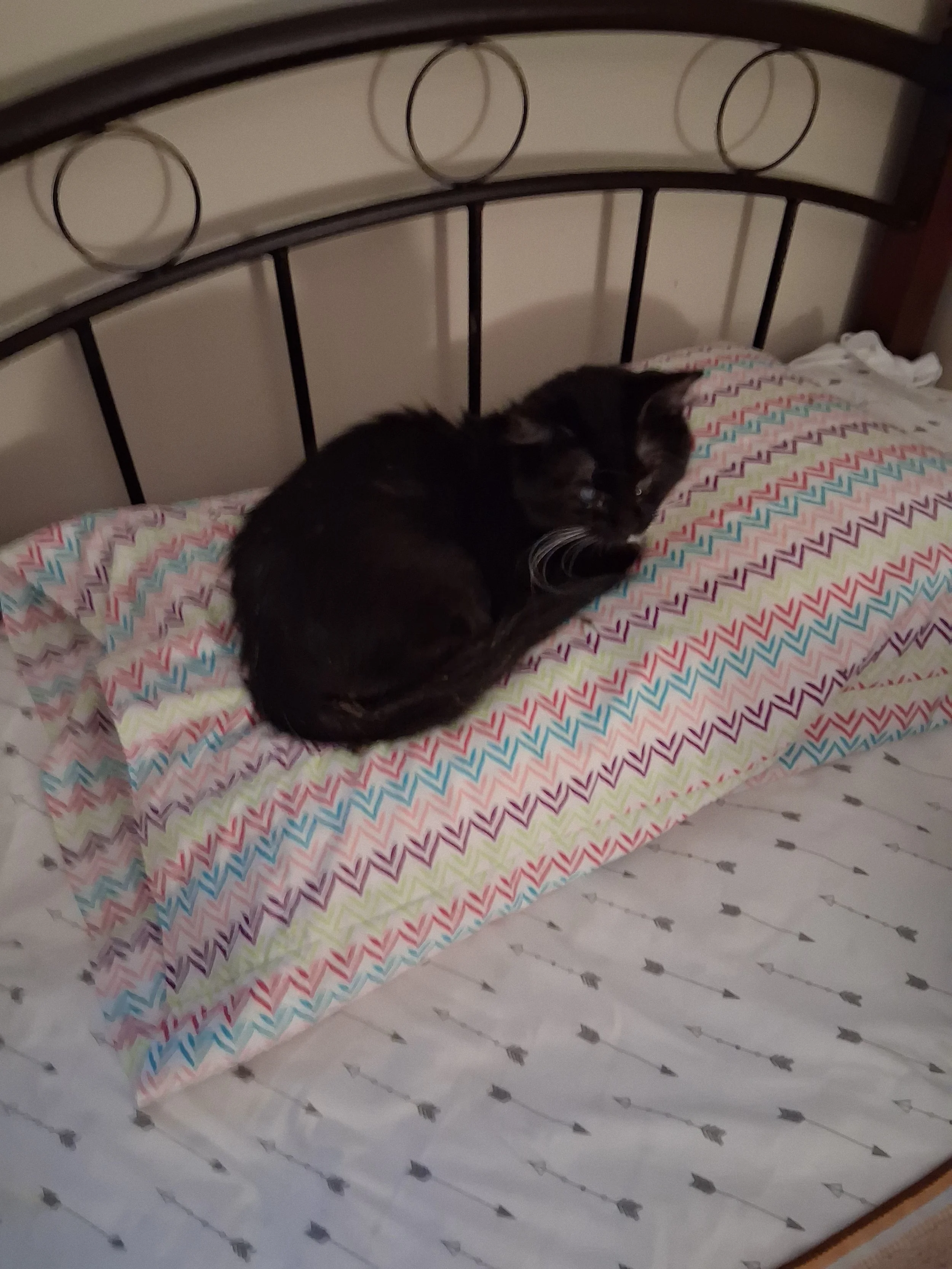 Star will be able to live a full comfortable life