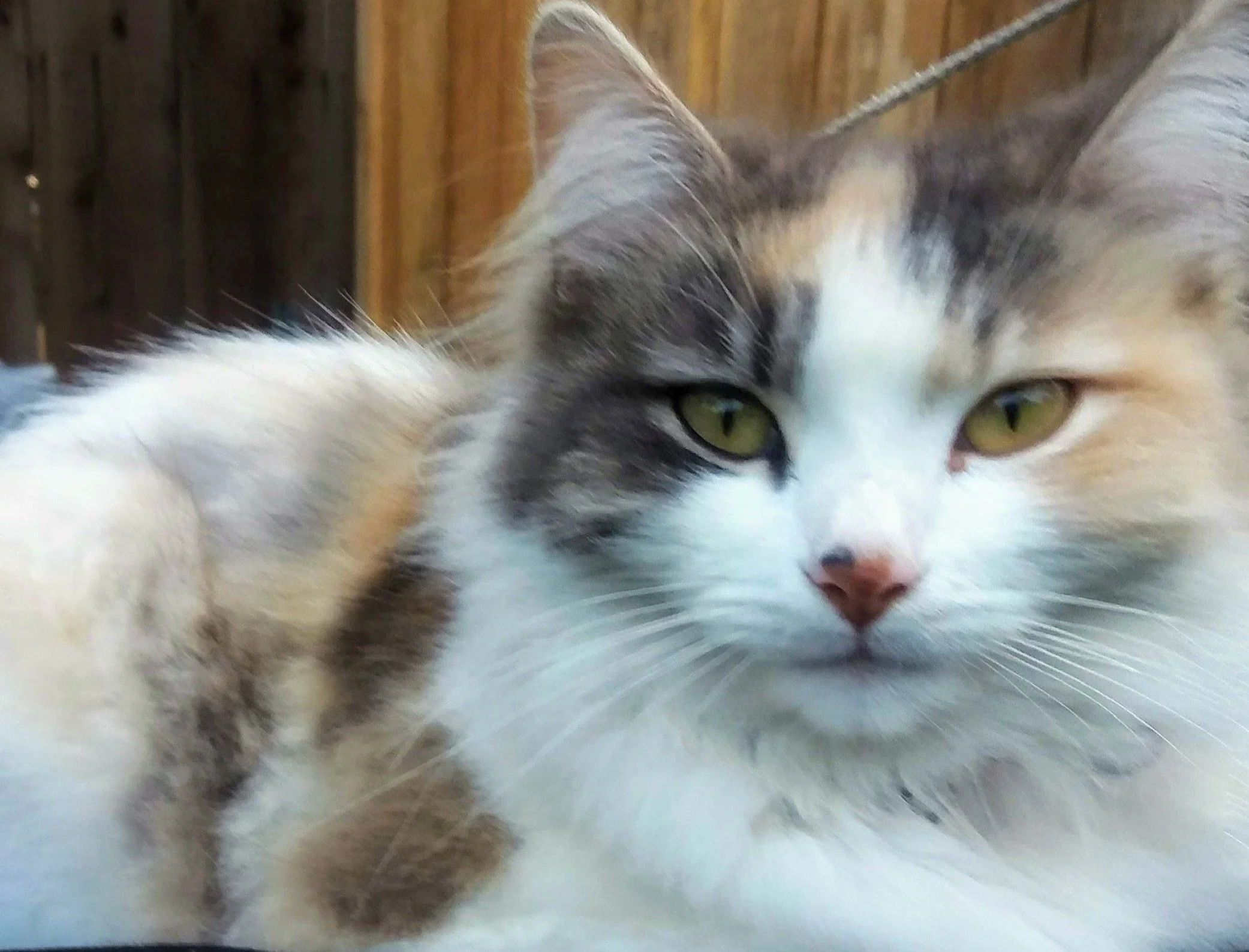Thank you for saving Tasha!