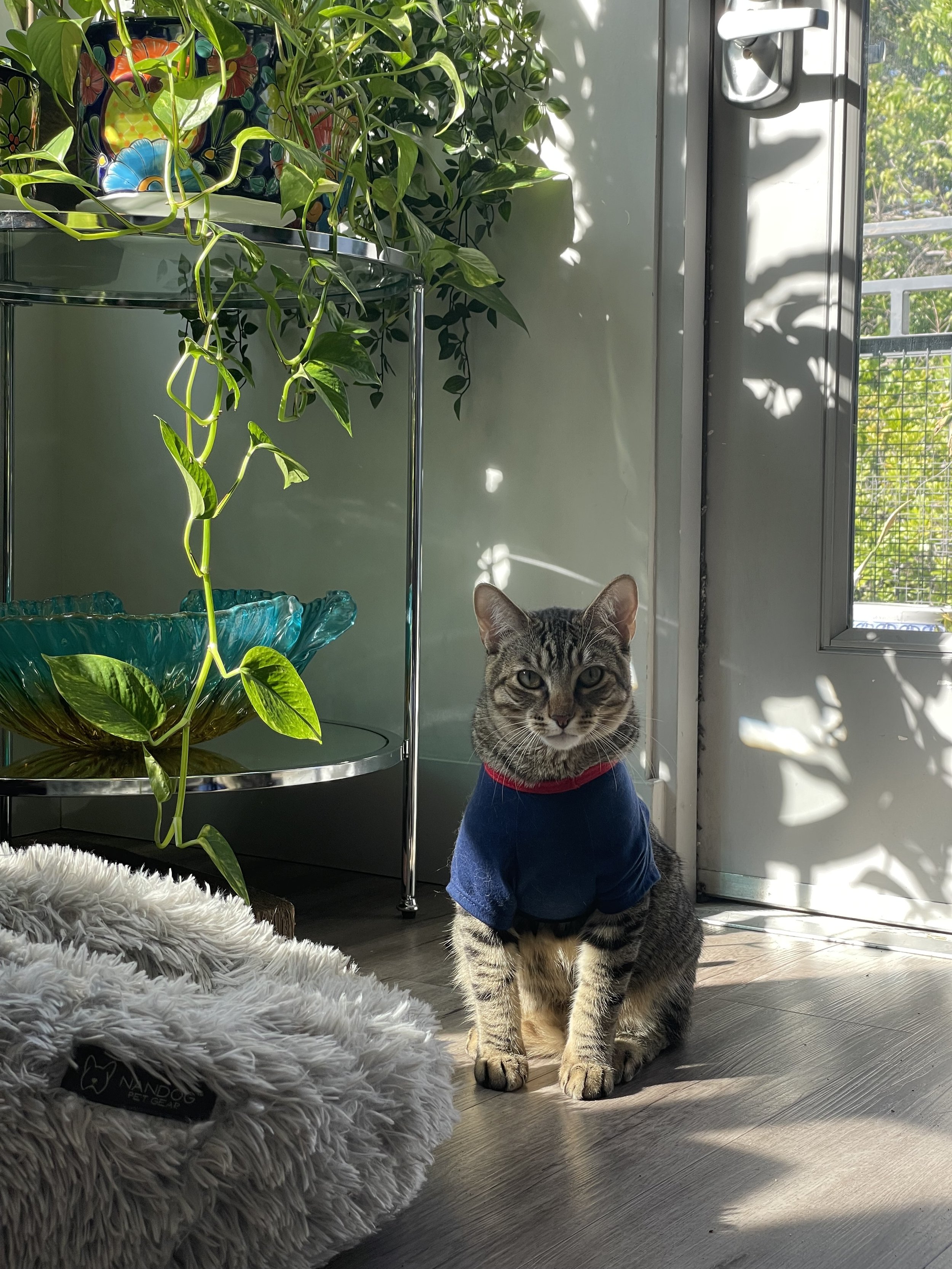 Kitty Tigger is not just a pet he is my family and a very important part of my life.