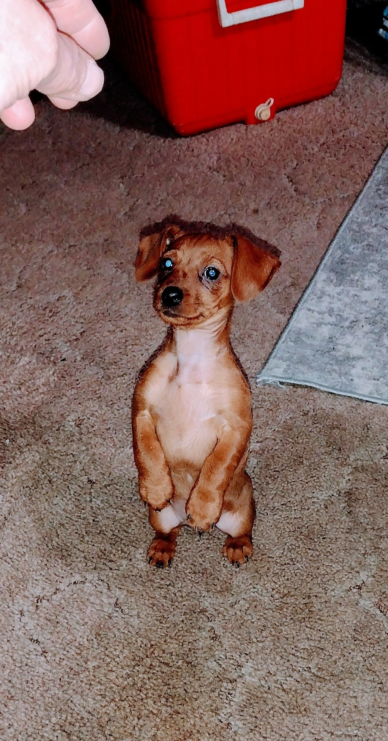 Harley is my baby girl and she is my life.