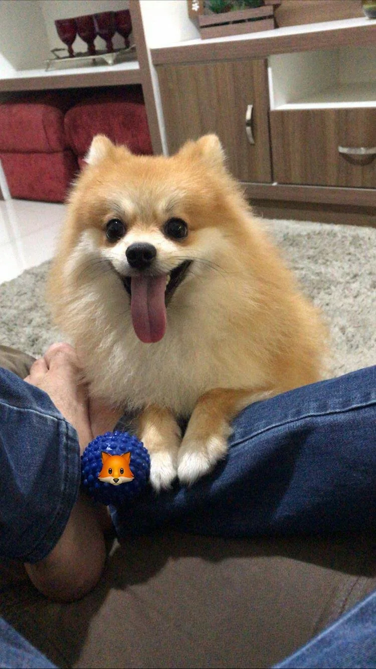 Milles is not just our dog—he is our family.