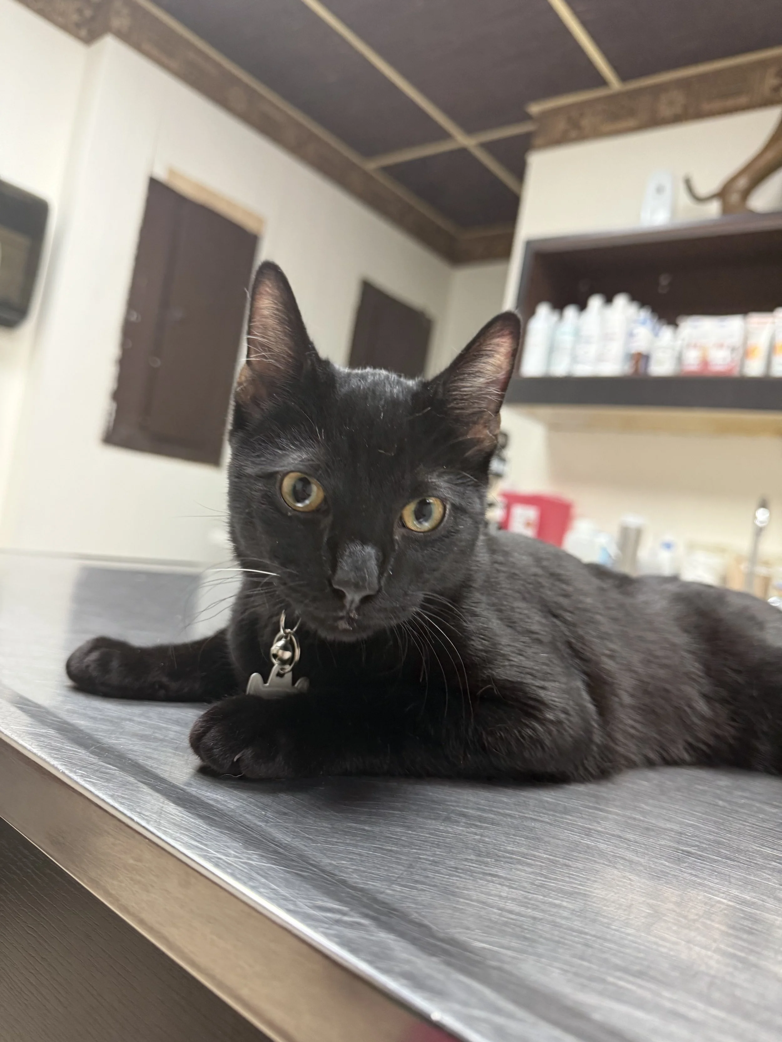Shadow means so much to his family.