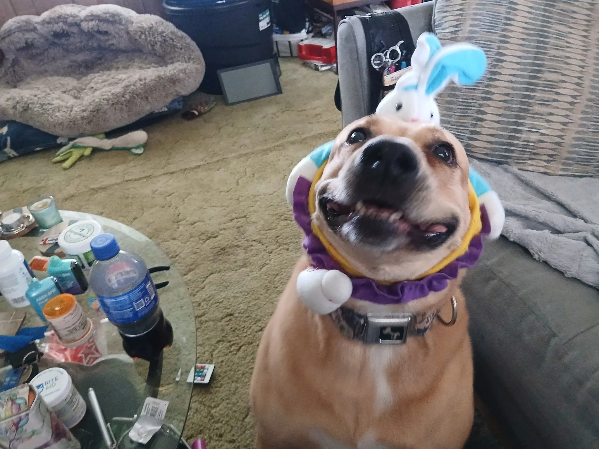 Thank you all for your donation to help Reagyn continue to live her best life