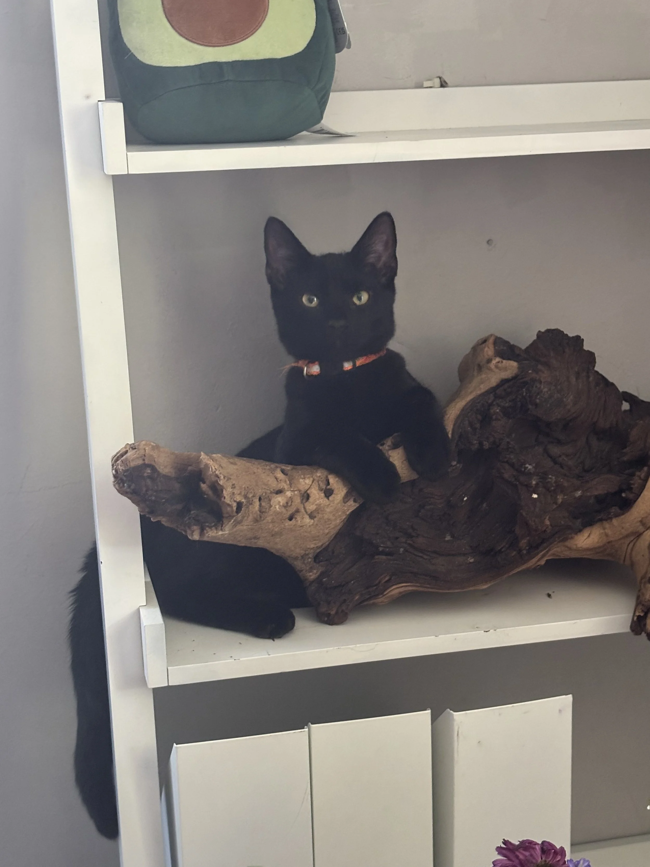 Dave is only two years old.