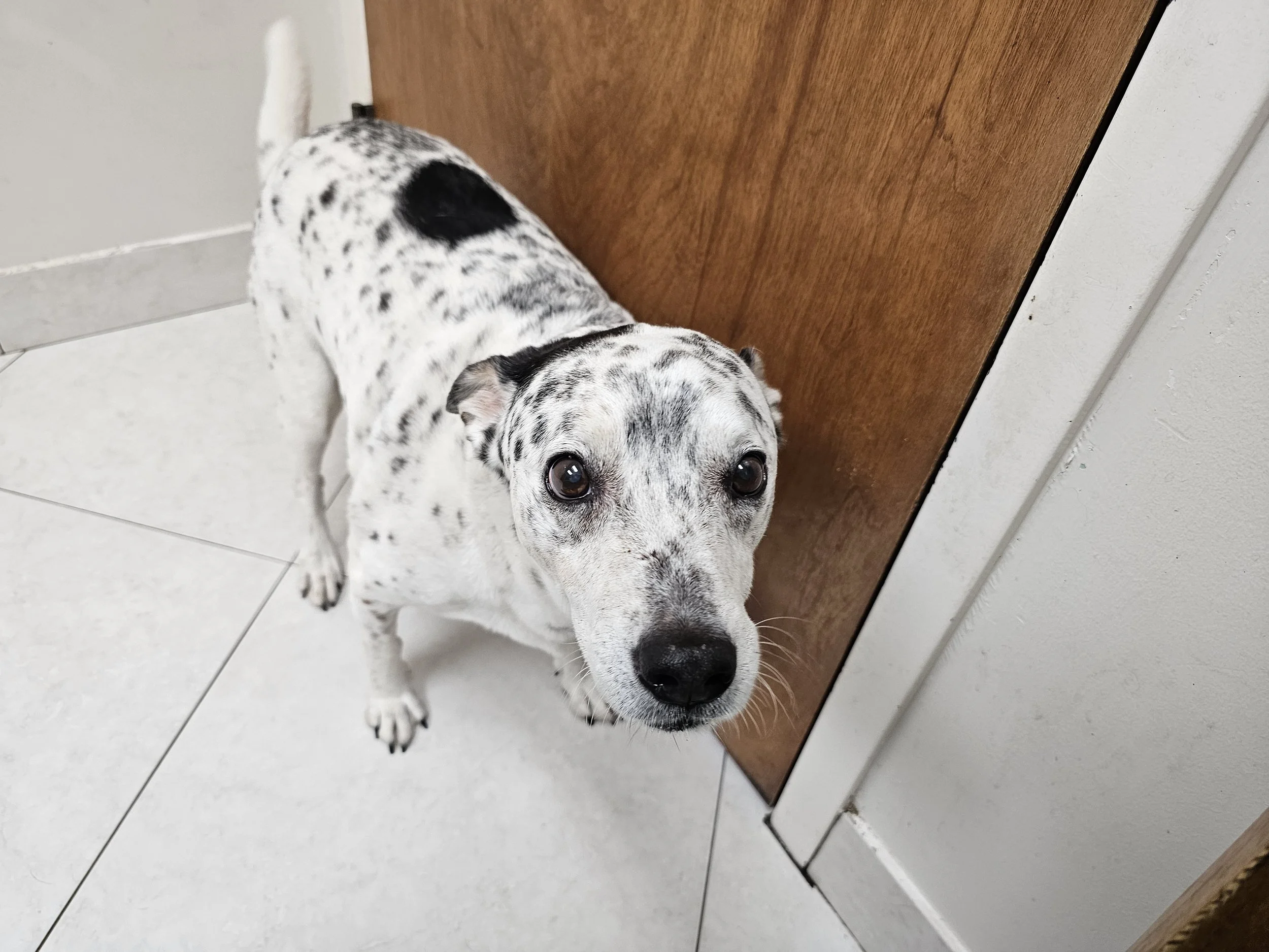 Because of your help, our beloved Freckles can live more years and can remain a part of our families. 