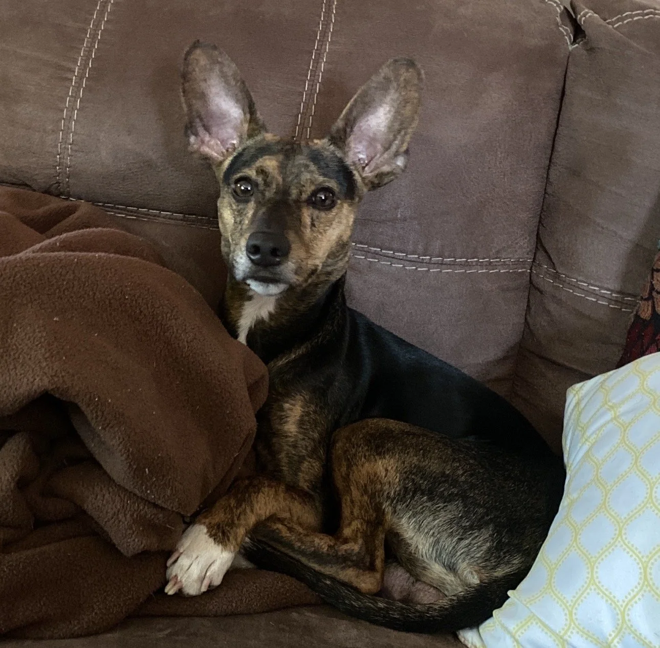  Diesel is not just our dog—he is family. 