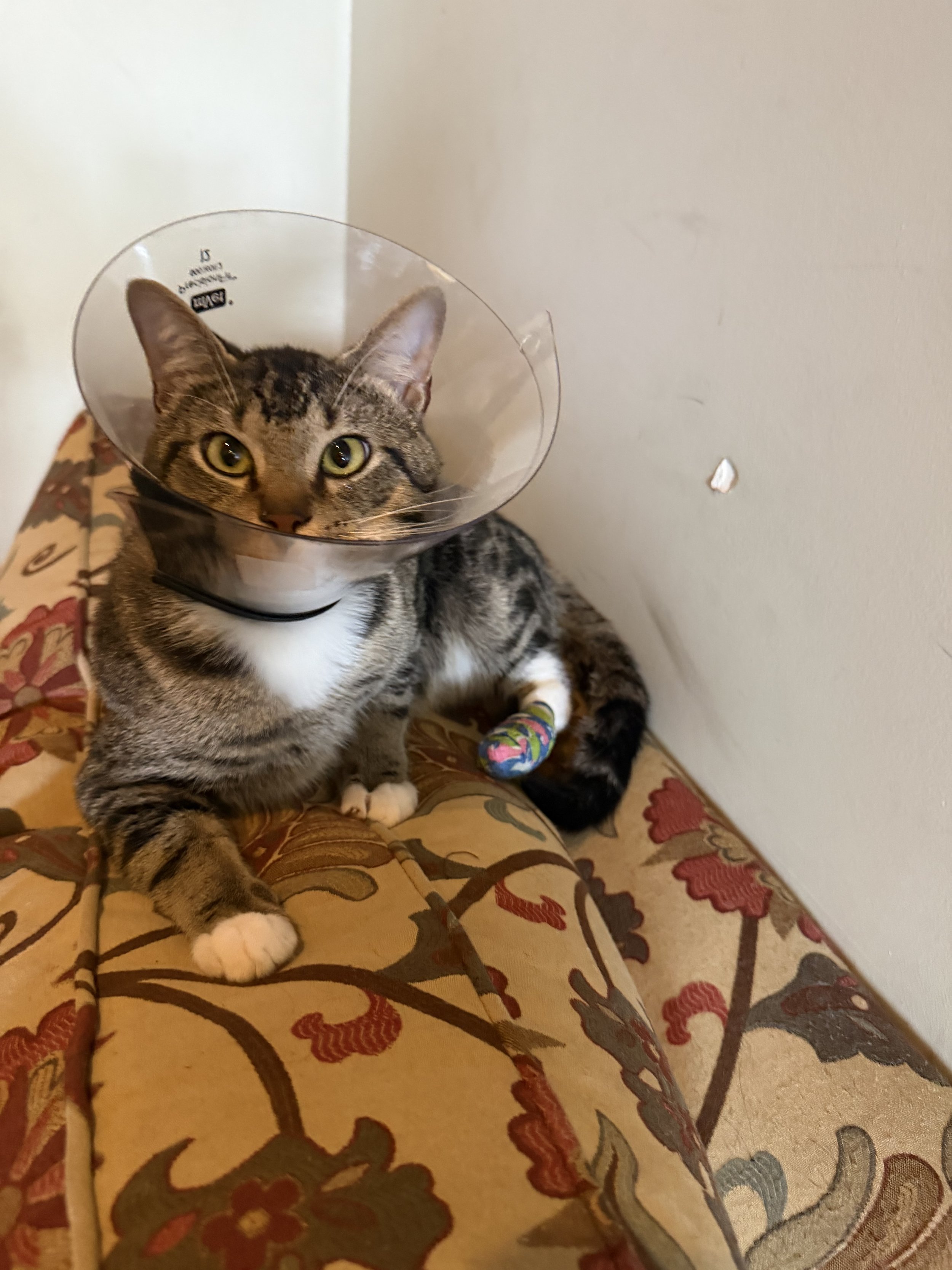 We rescued Milo from outside and he has been such a blessing.