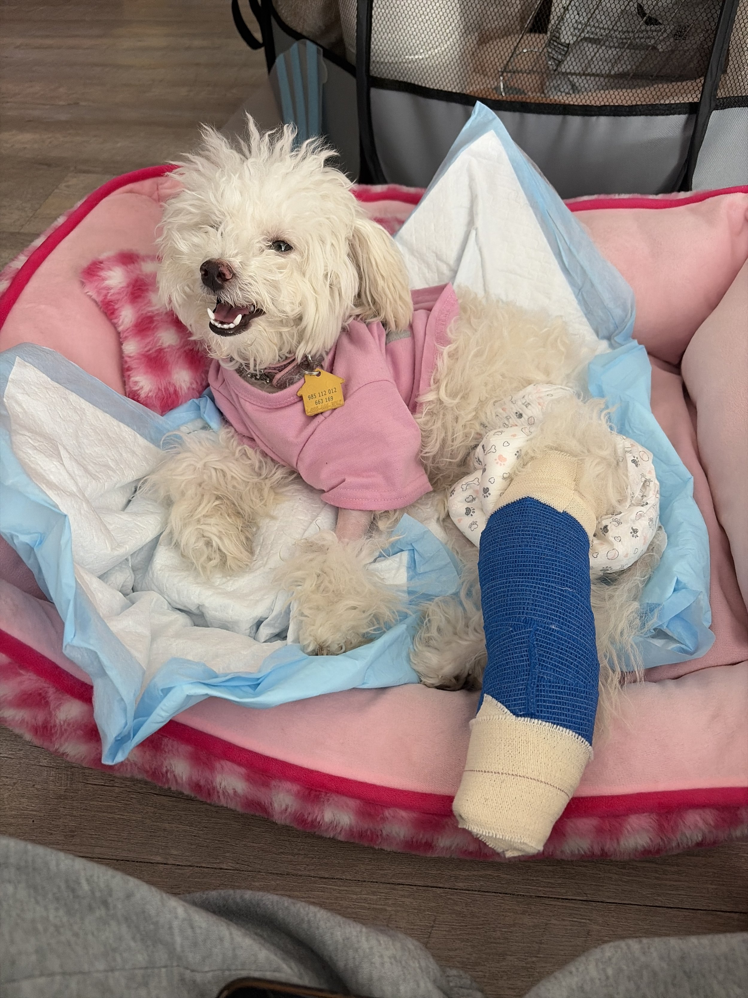 Thank you so much for considering helping Whitley.