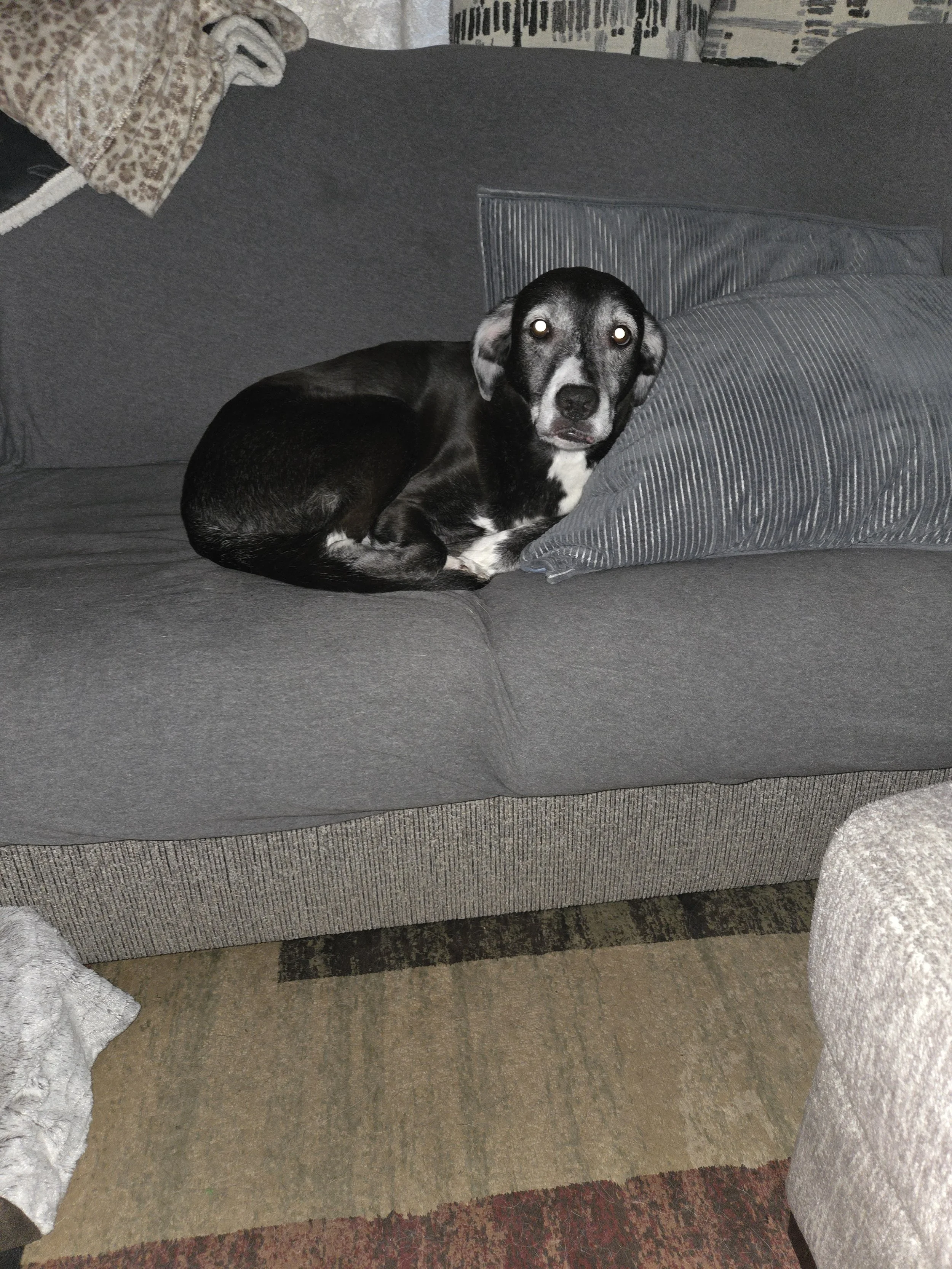 Thank you for helping Molly live without pain.