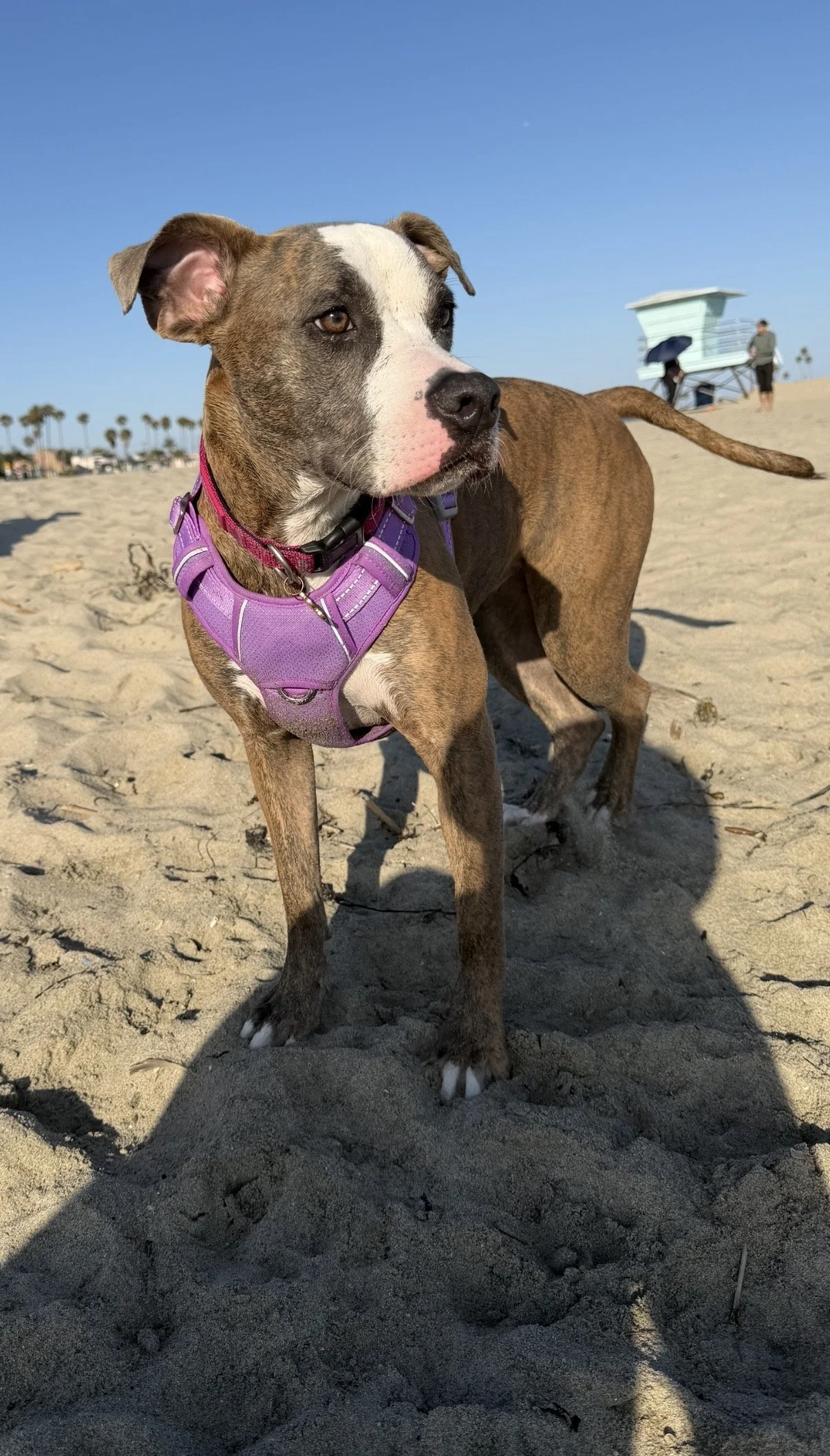 Because of your support, Sundae was able to receive the care she needed during such a frightening time.